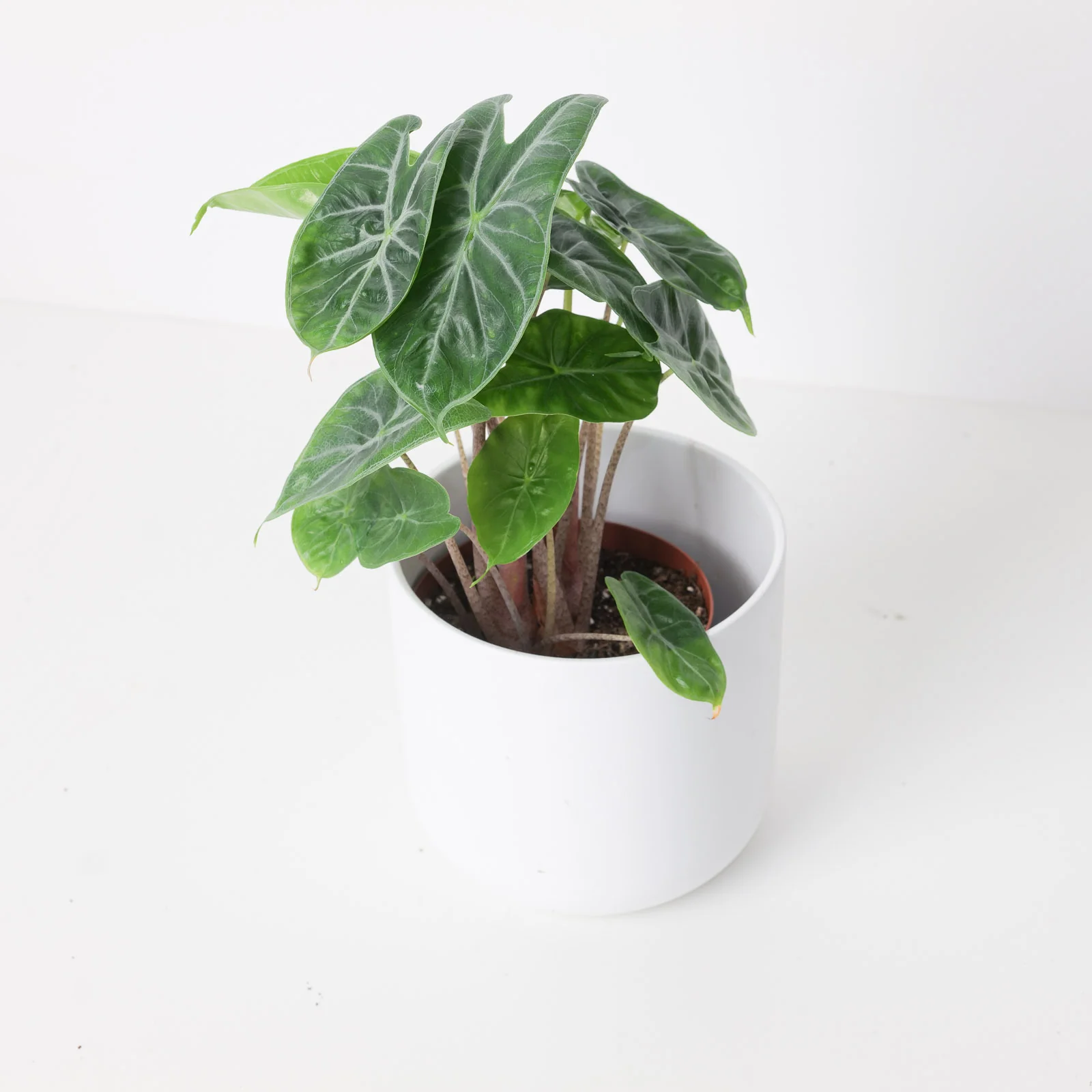 Alocasia Ivory Coast
