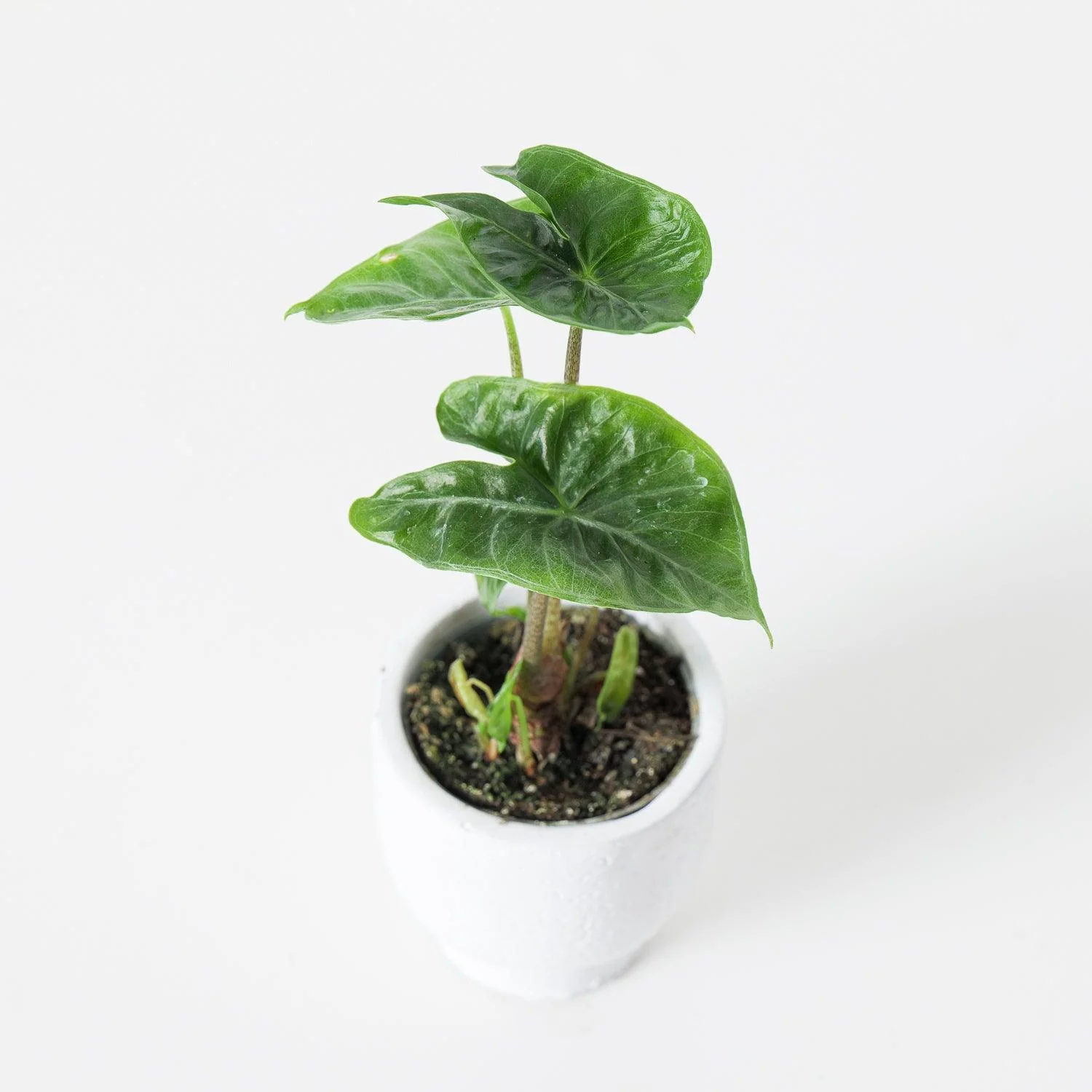 Alocasia Ivory Coast - Image 2