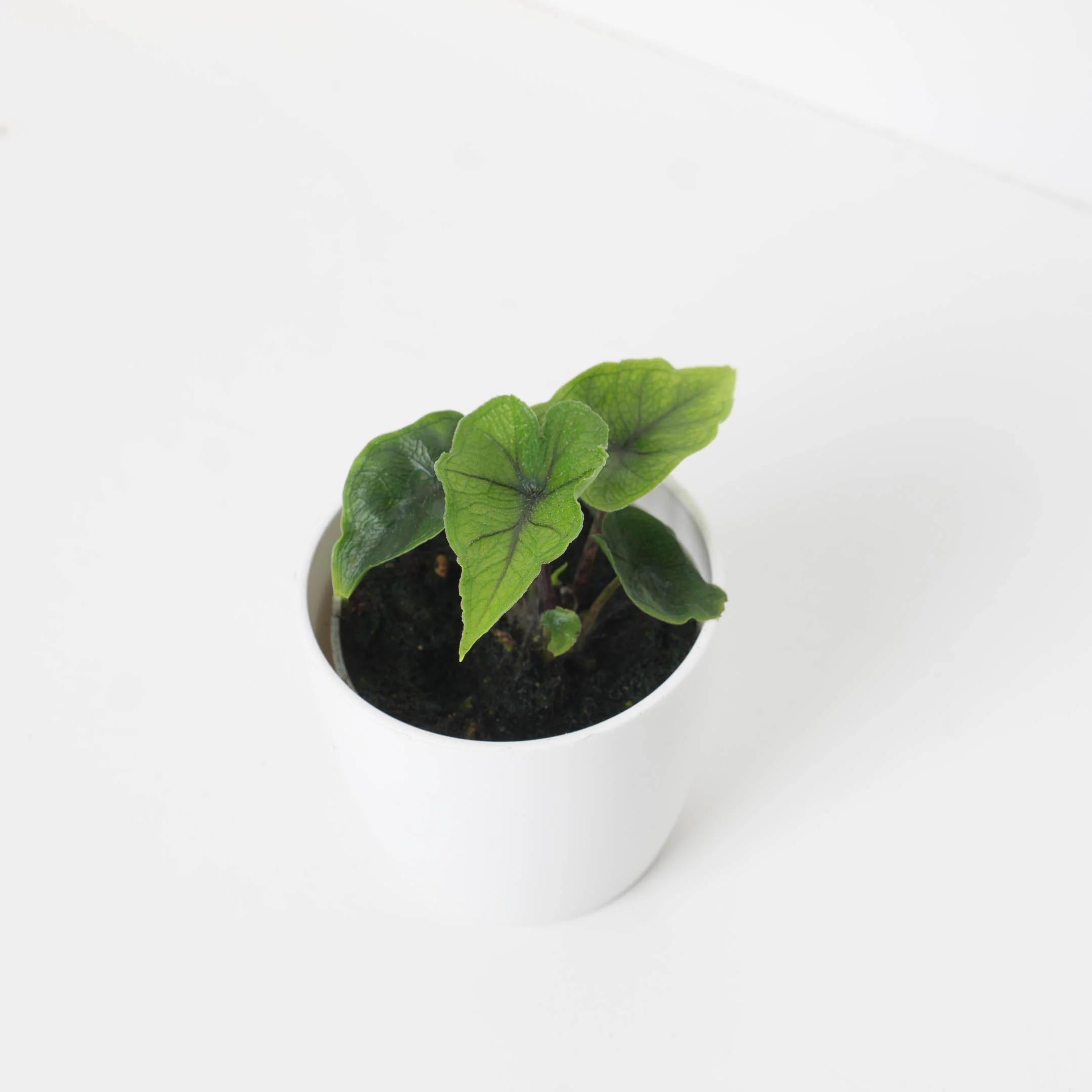 Alocasia Jacklyn - Image 10