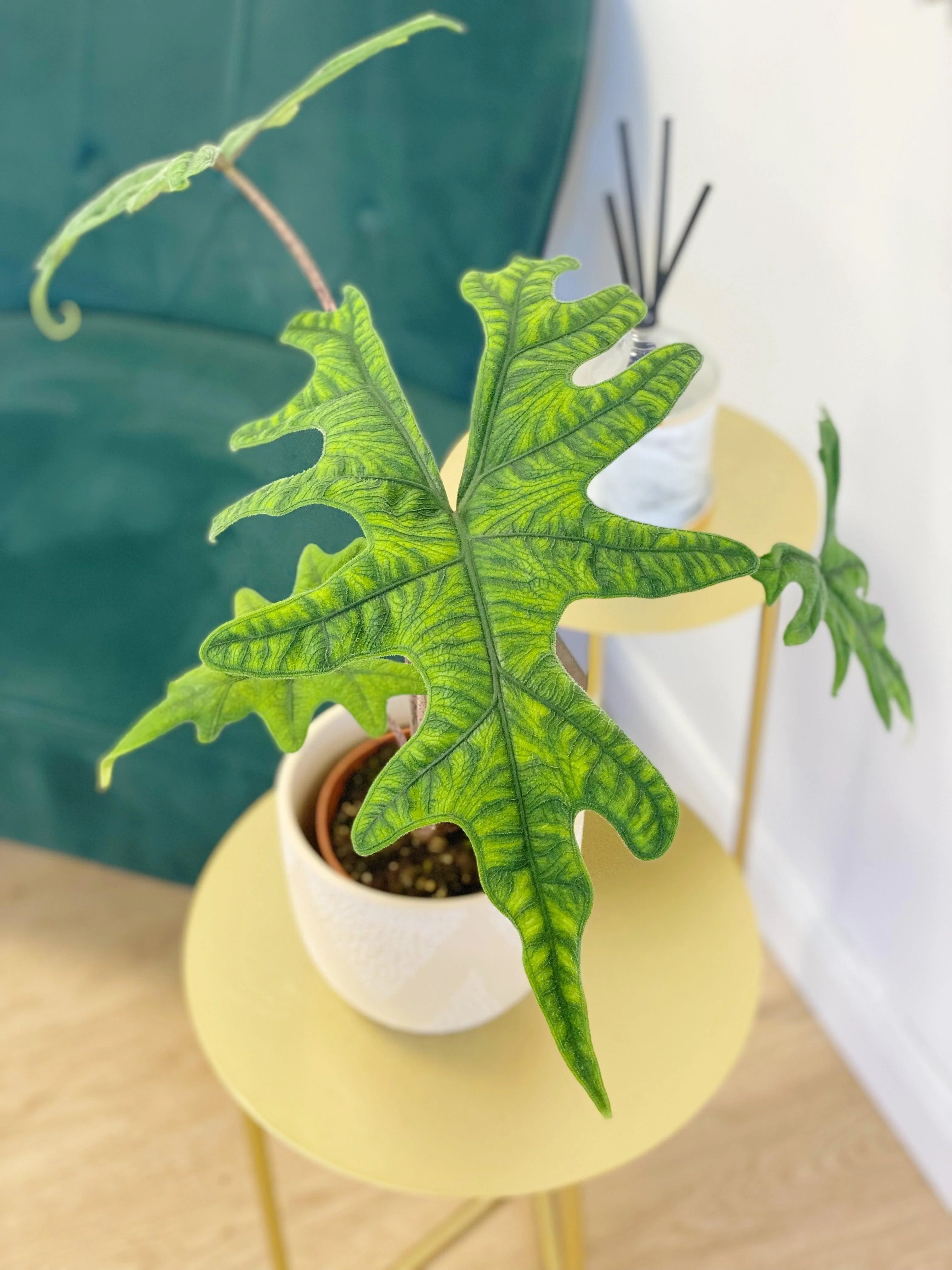 Alocasia Jacklyn - Image 3