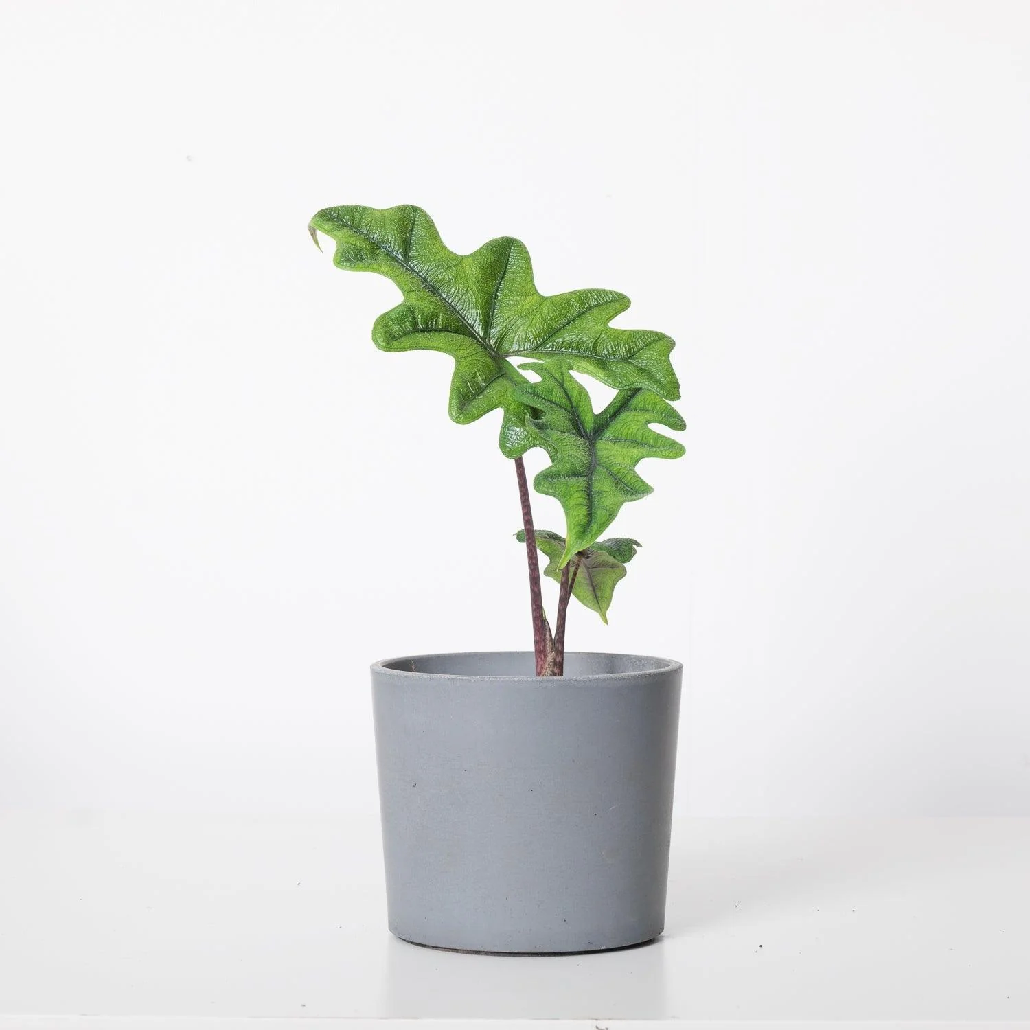 Alocasia Jacklyn - Image 4