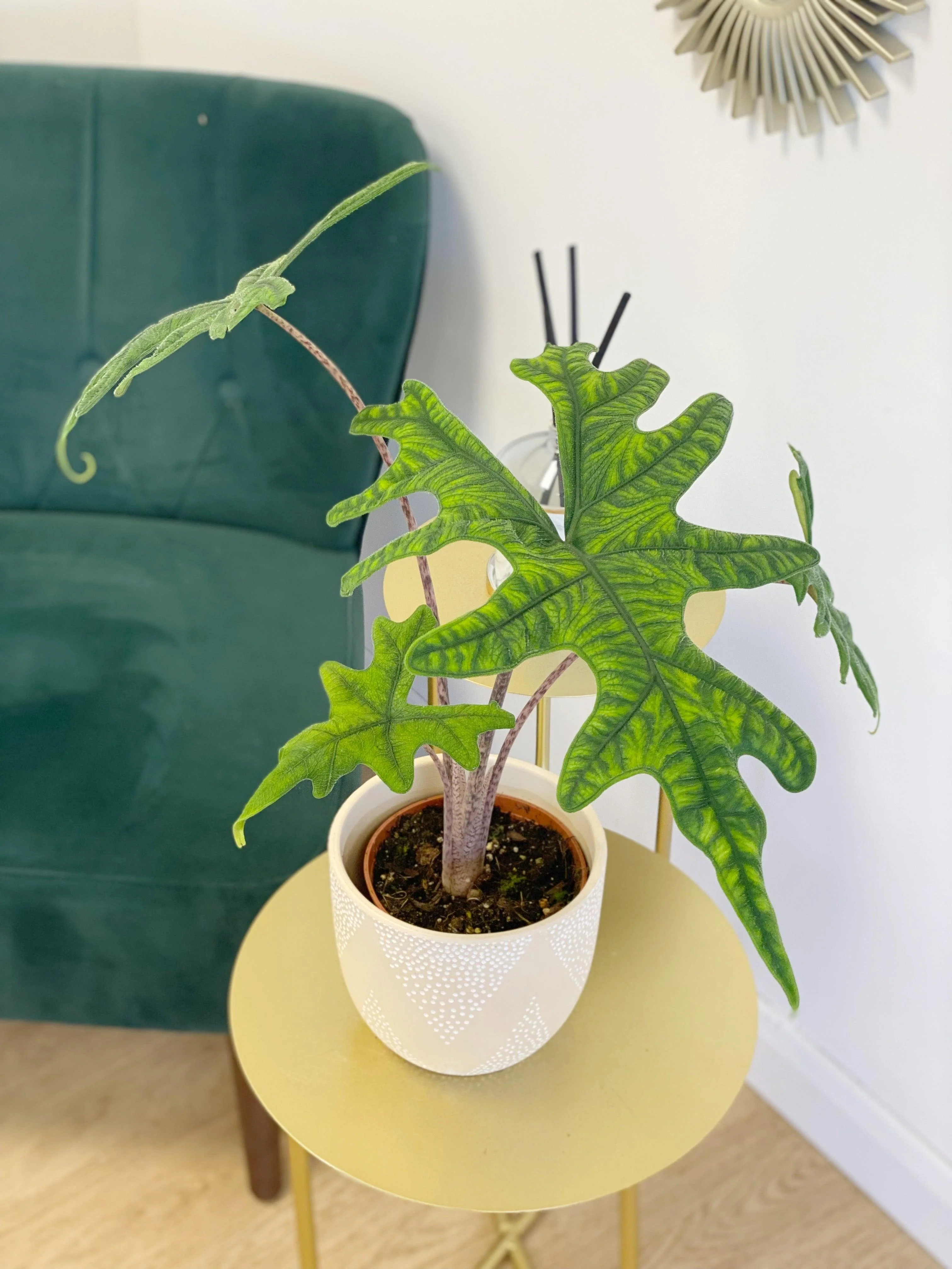 Alocasia Jacklyn - Image 5