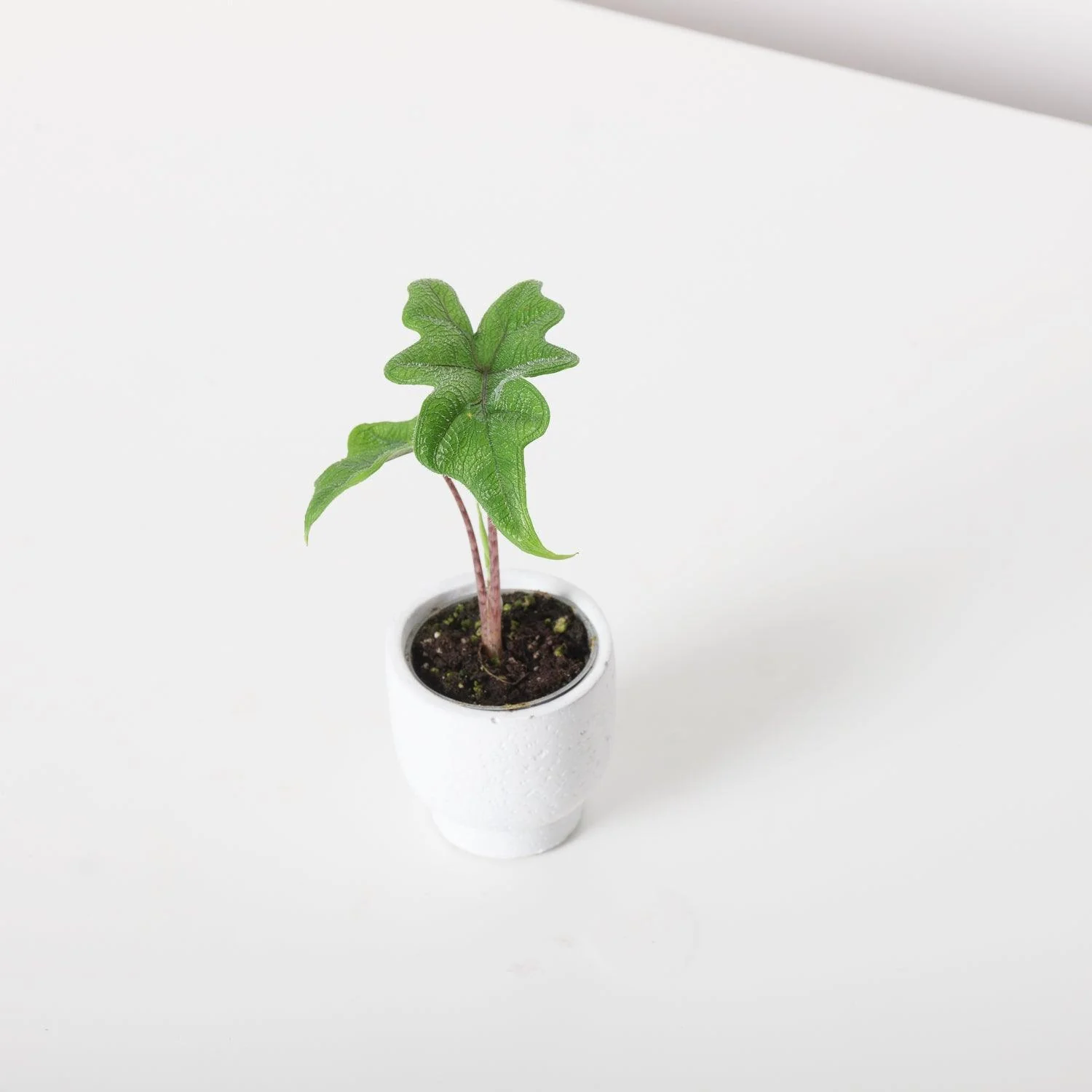 Alocasia Jacklyn - Image 6