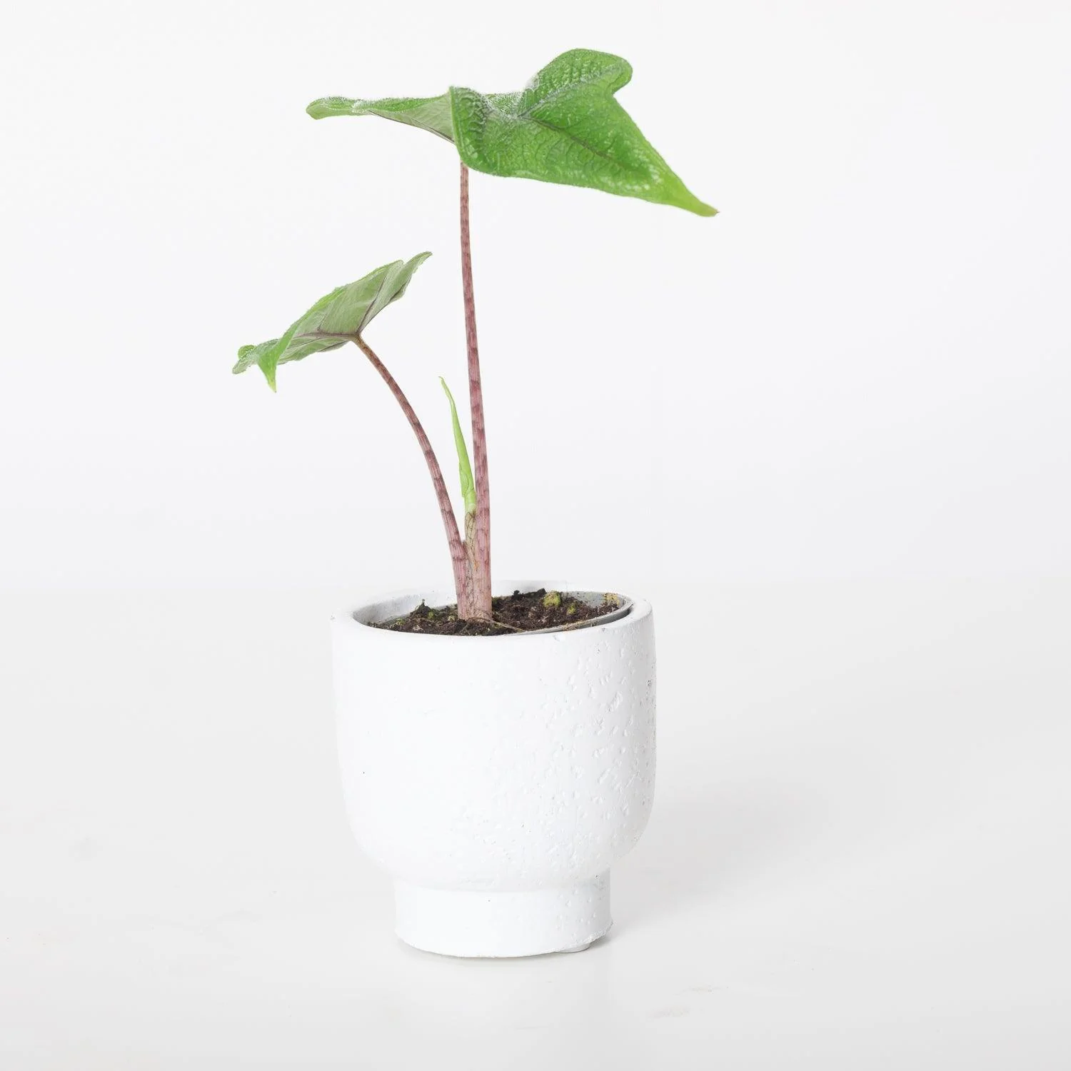 Alocasia Jacklyn - Image 7