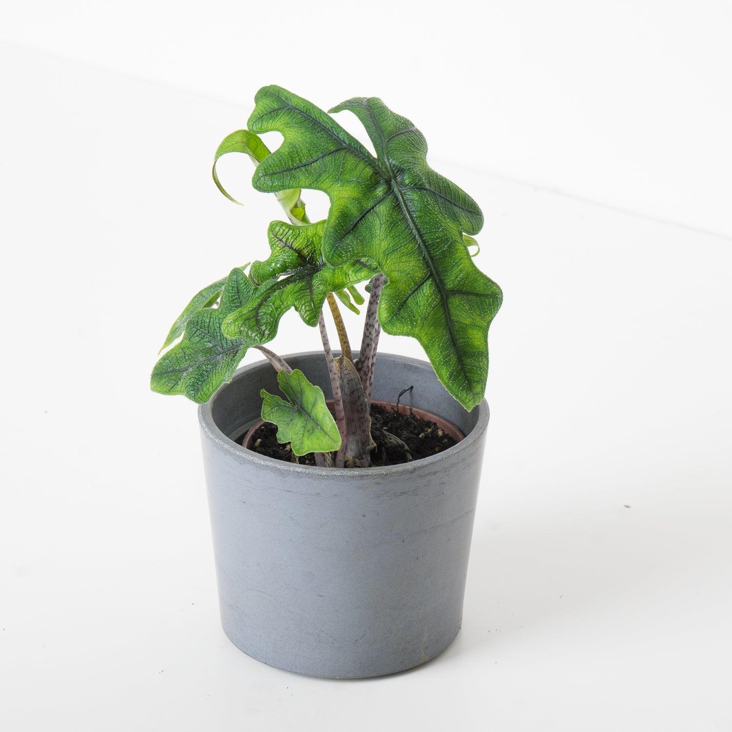 Alocasia Jacklyn - Image 8