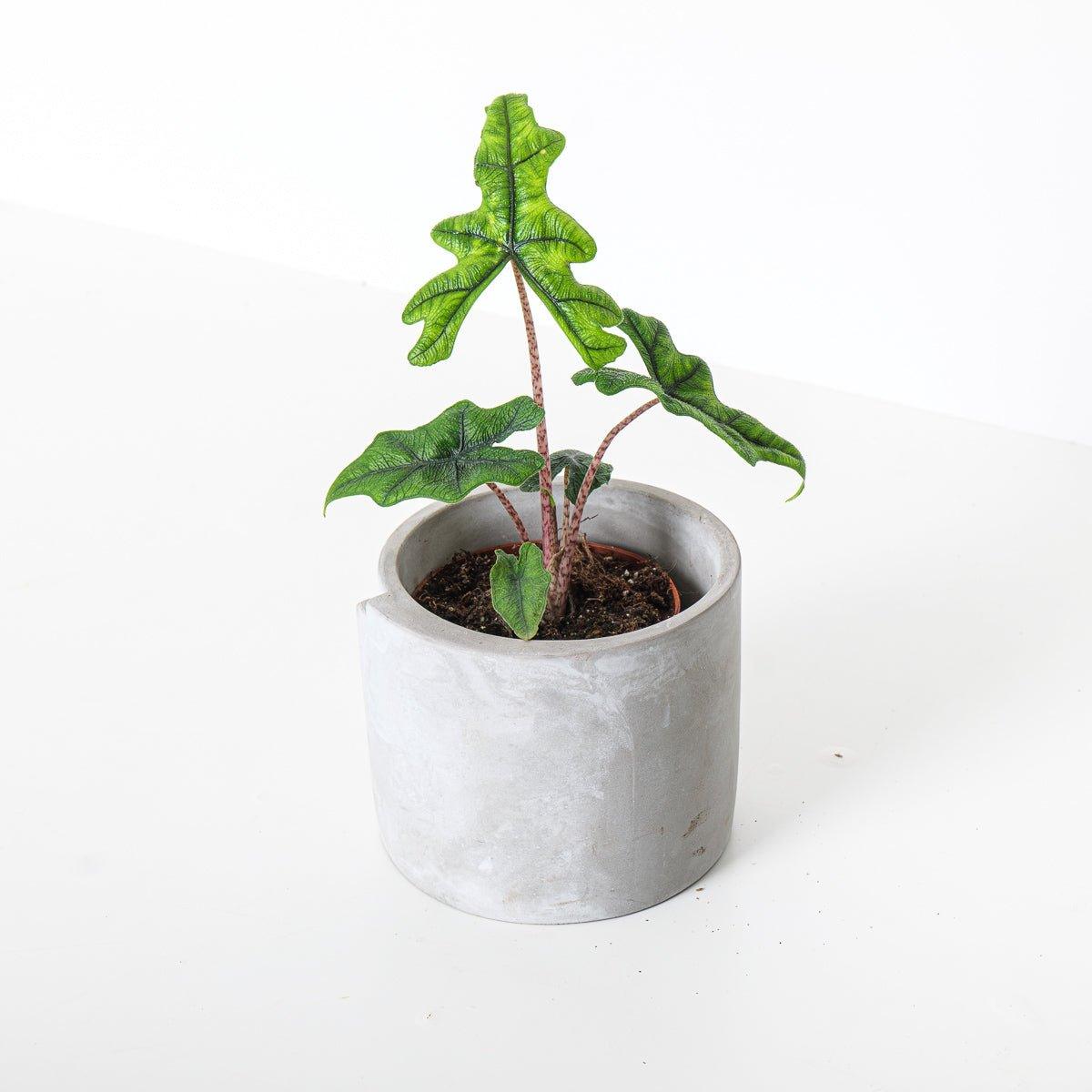 Alocasia Jacklyn - Image 9