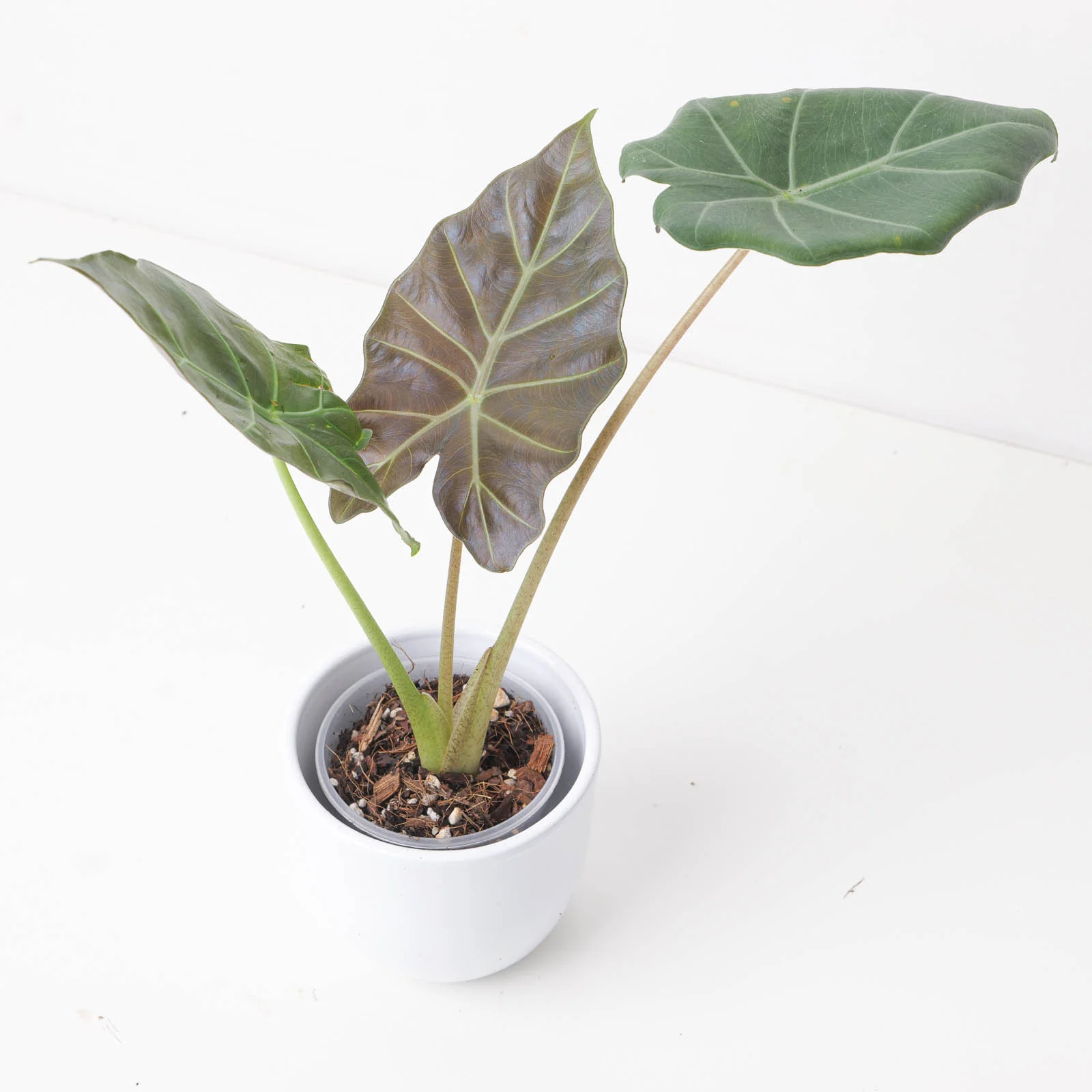 Alocasia 'Kuching Mask' | Elephant Ear Plant