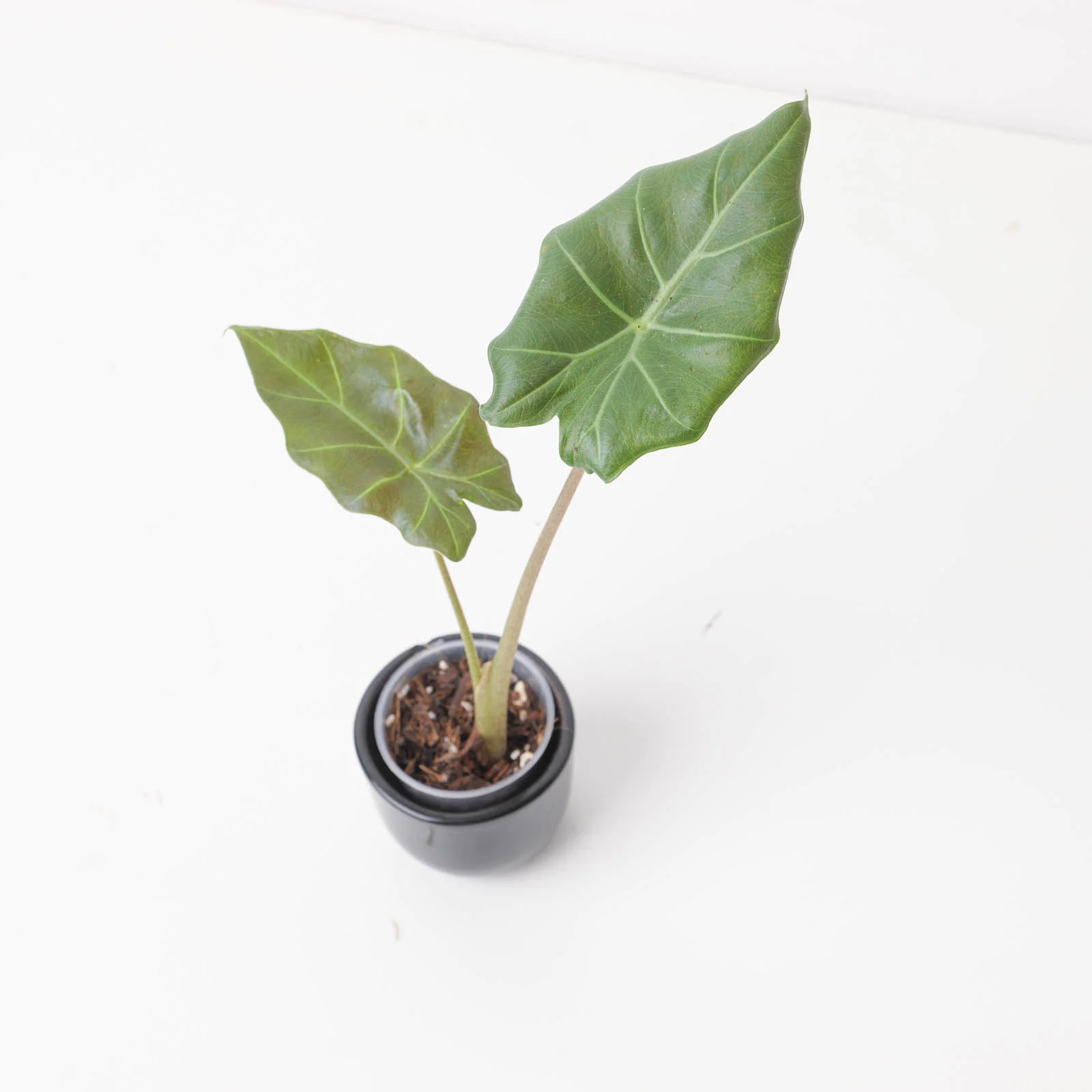 Alocasia 'Kuching Mask' | Elephant Ear Plant - Image 2