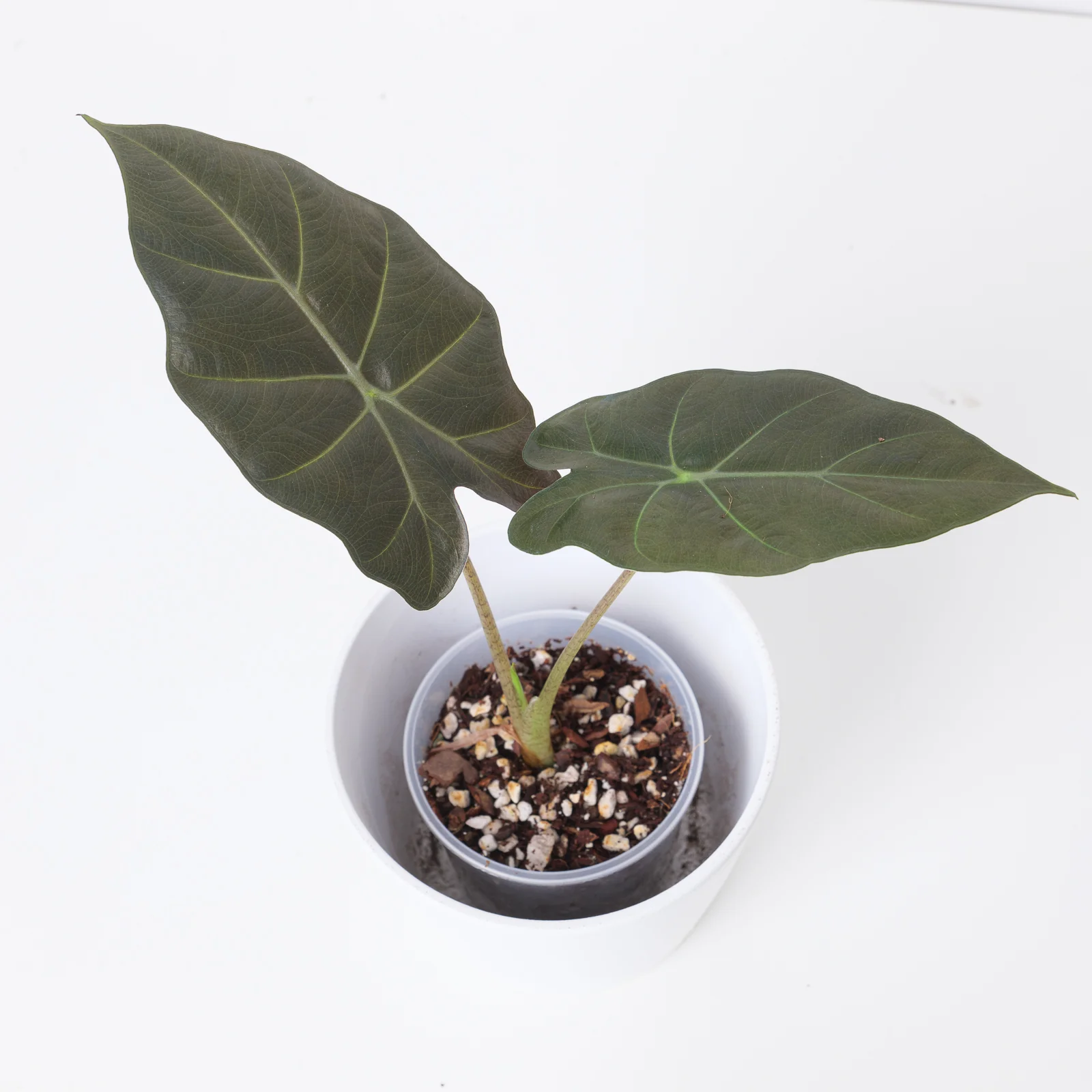 Alocasia 'Kuching Mask' | Elephant Ear Plant - Image 3