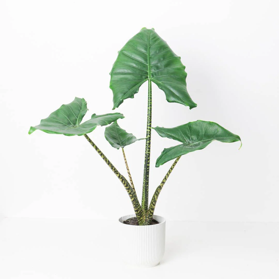 Alocasia Little Zebrina