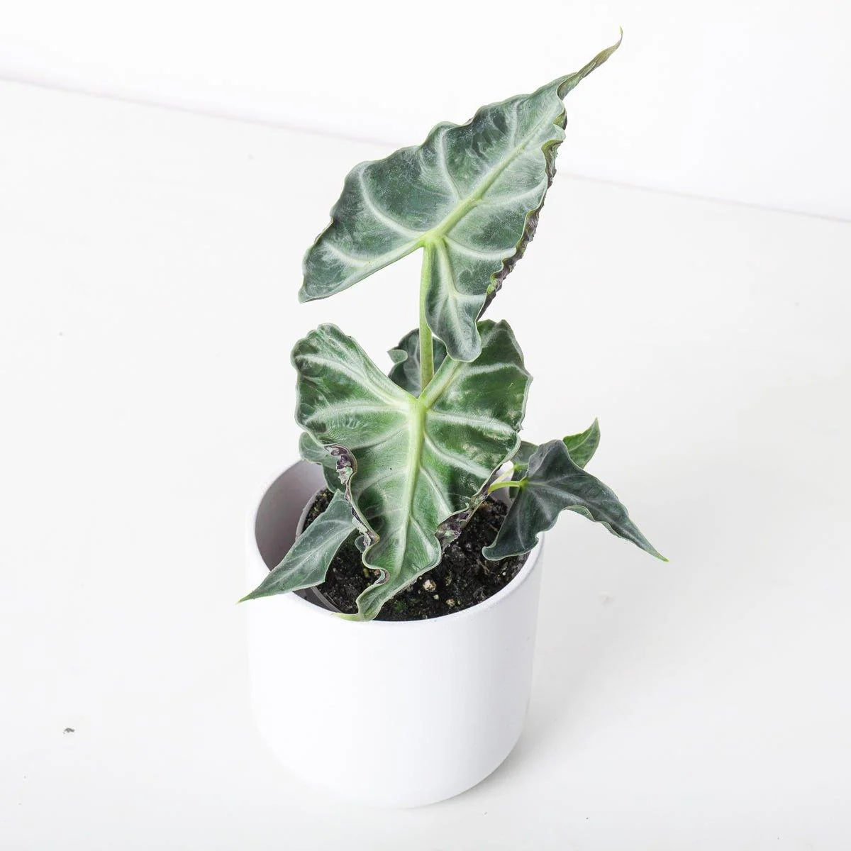 Alocasia Loco