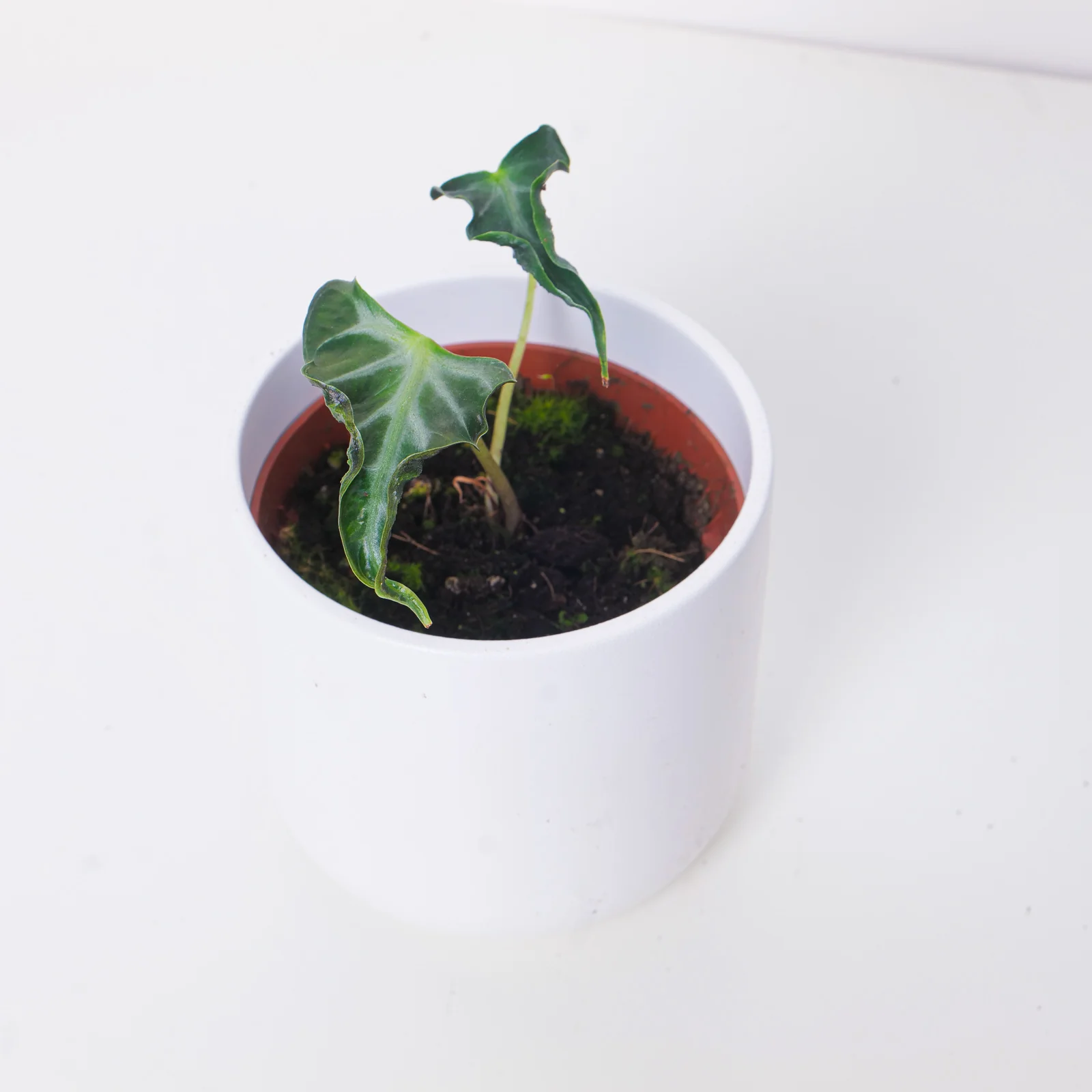 Alocasia Loco - Image 2