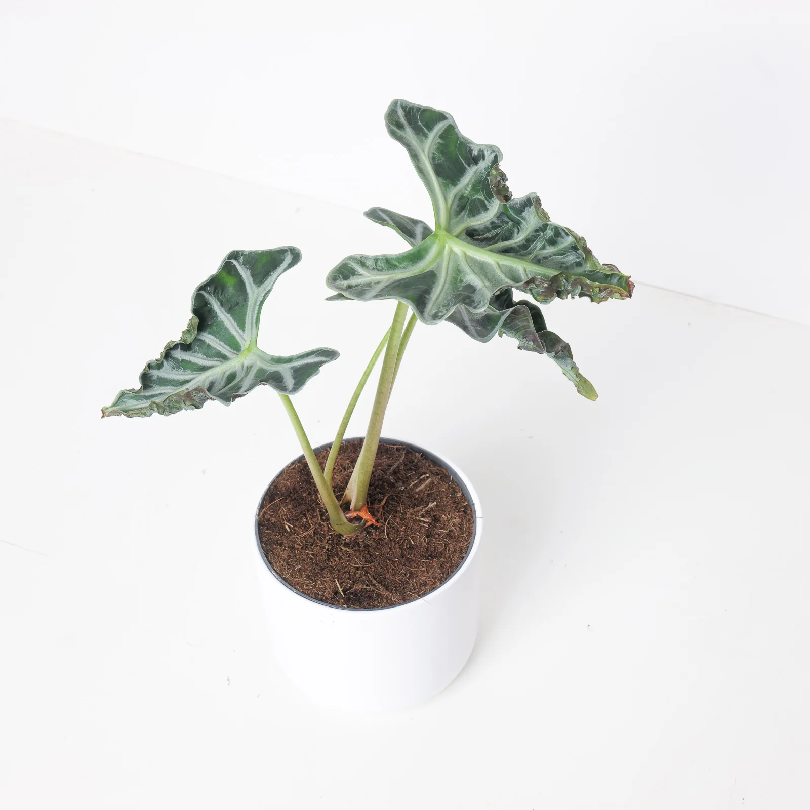 Alocasia Loco - Image 3