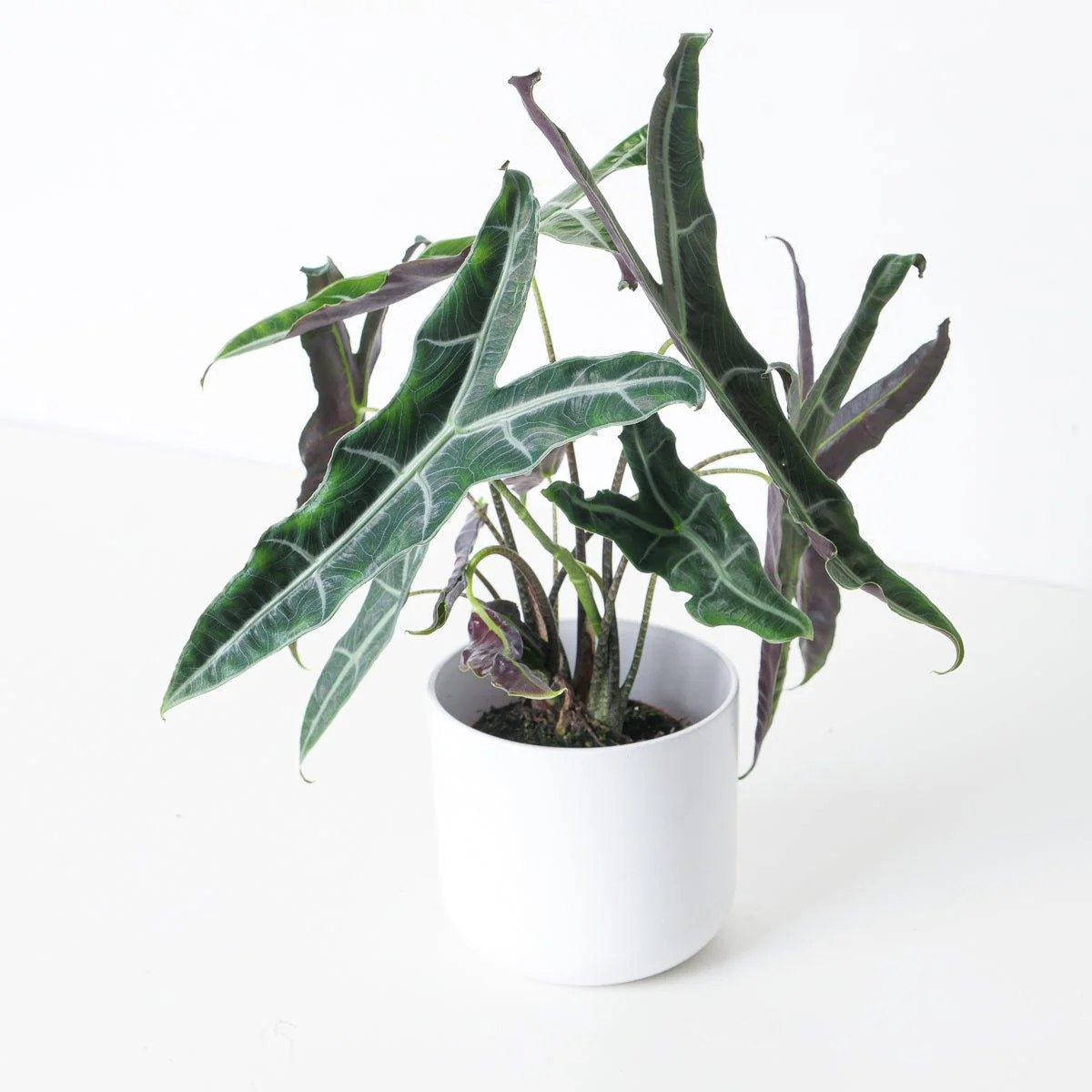 Alocasia Longiloba Narrow
