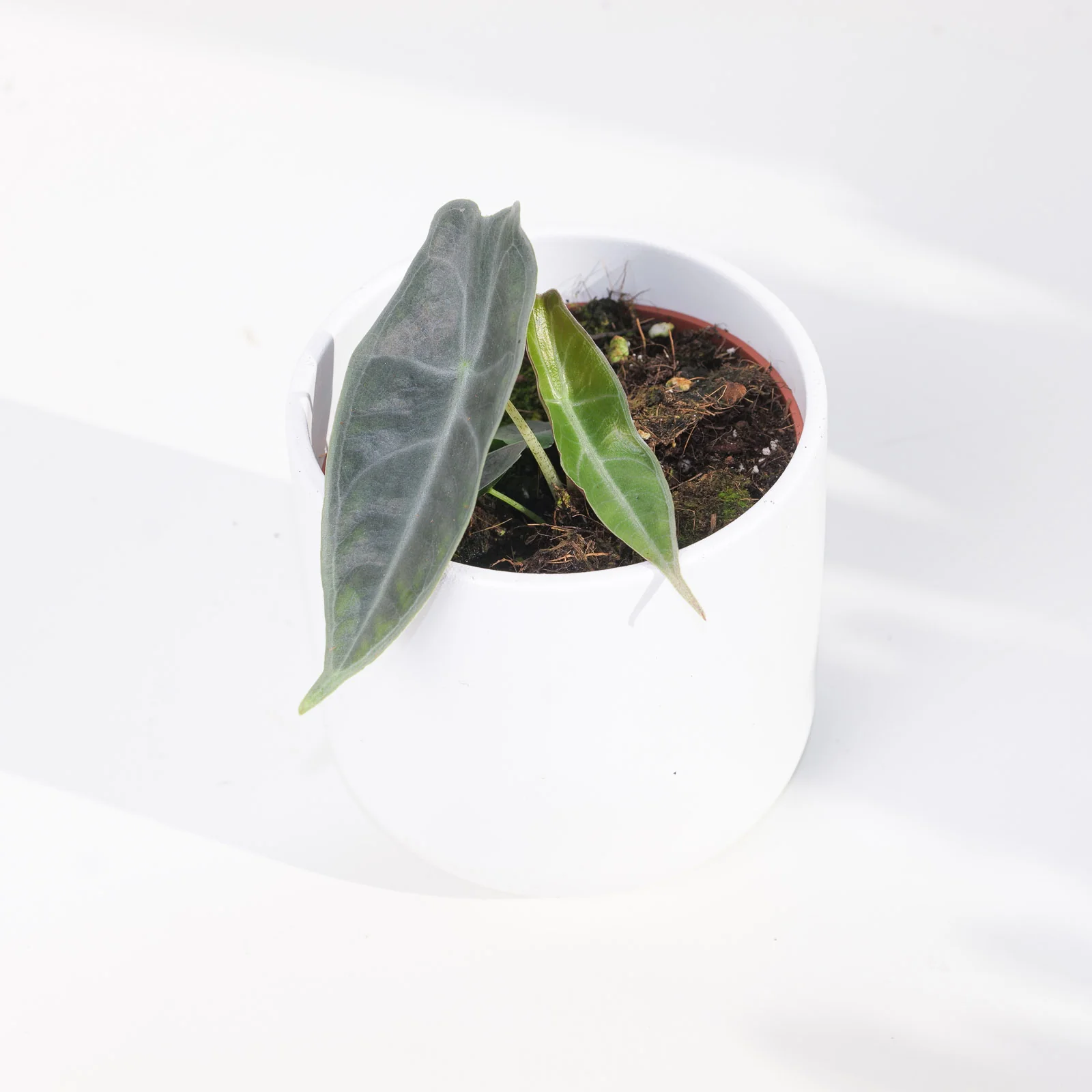 Alocasia longiloba 'Purple'
