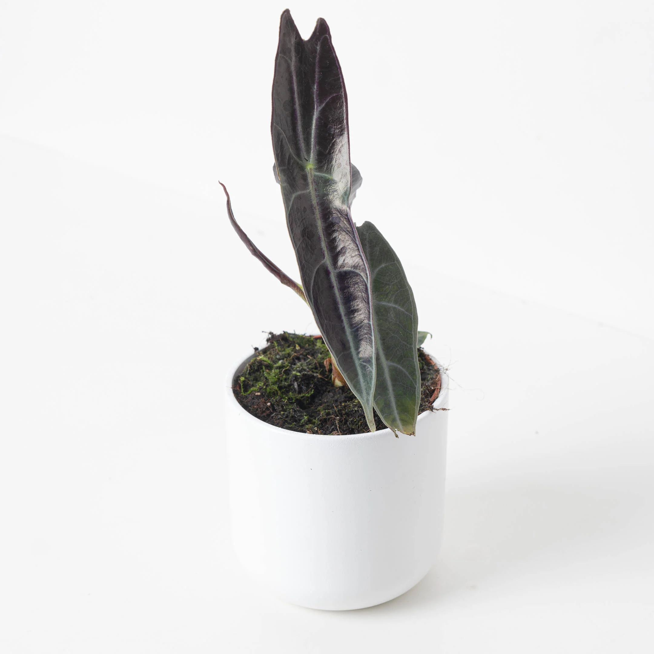 Alocasia longiloba 'Purple' - Image 2