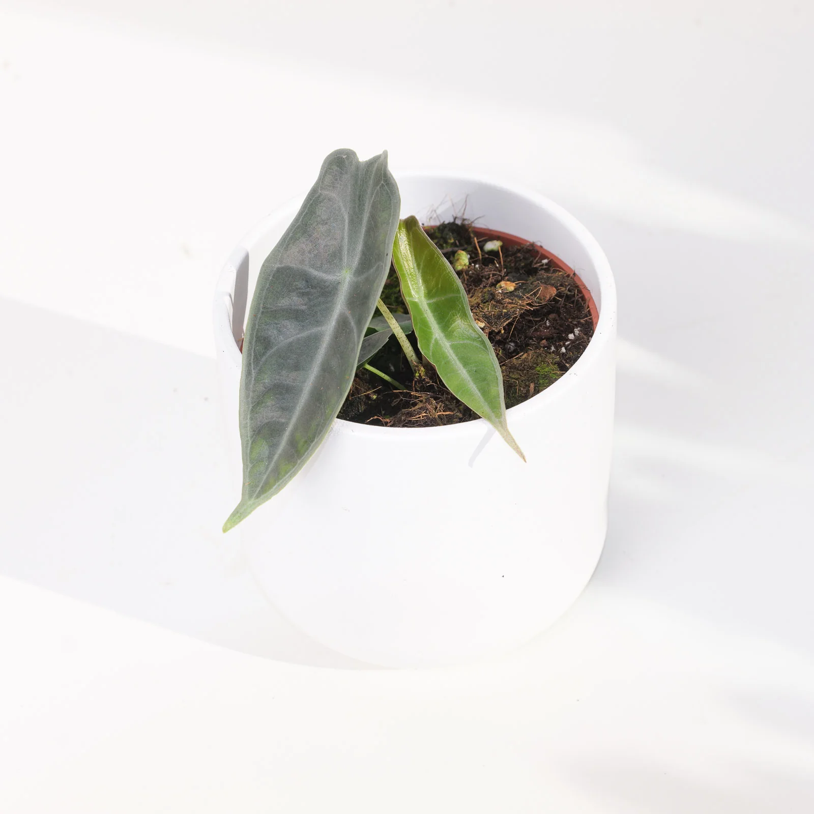 Alocasia longiloba 'Purple' - Image 3
