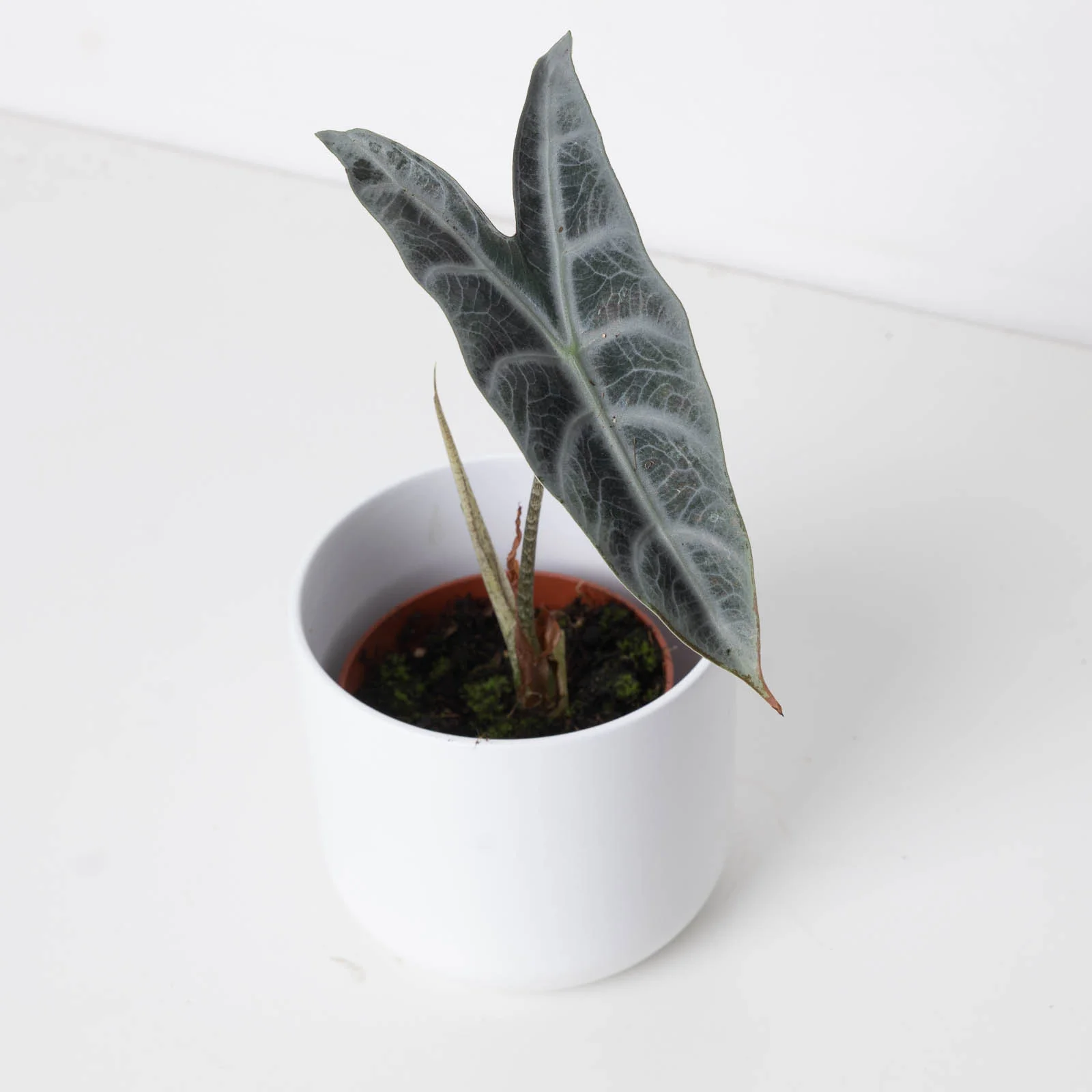 Alocasia longiloba 'Silver'