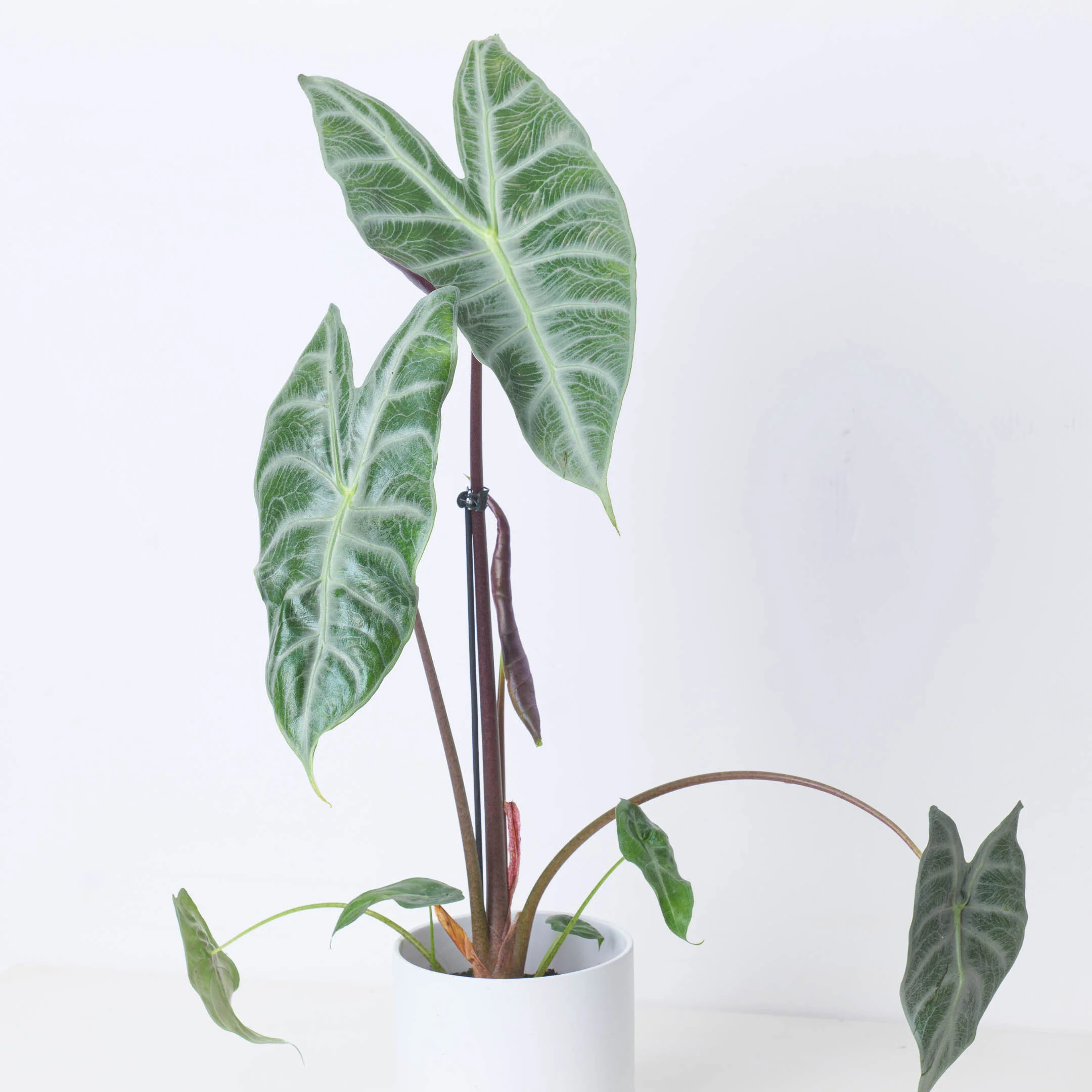 Alocasia longiloba 'Silver' - Image 2
