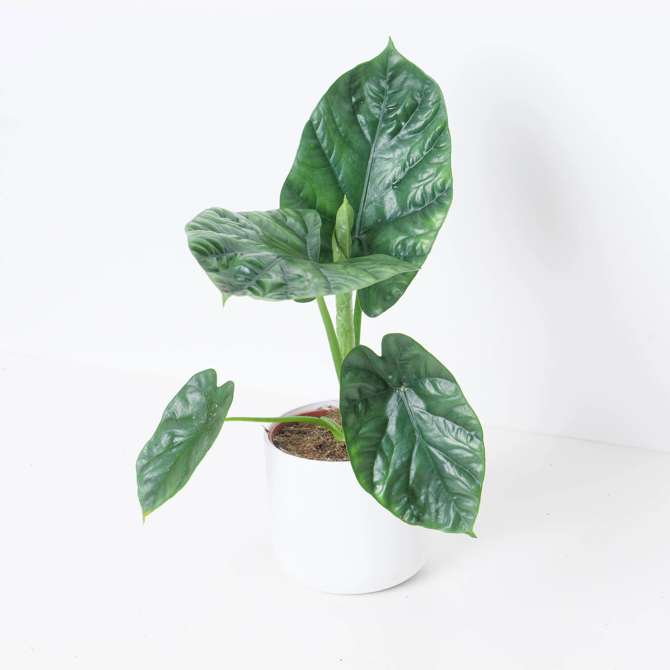 Alocasia 'Lukiwan'