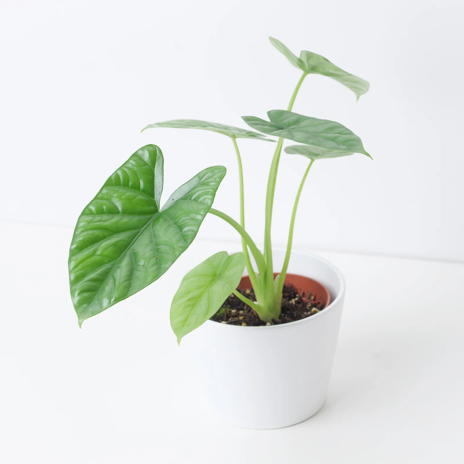 Alocasia 'Lukiwan' - Image 2