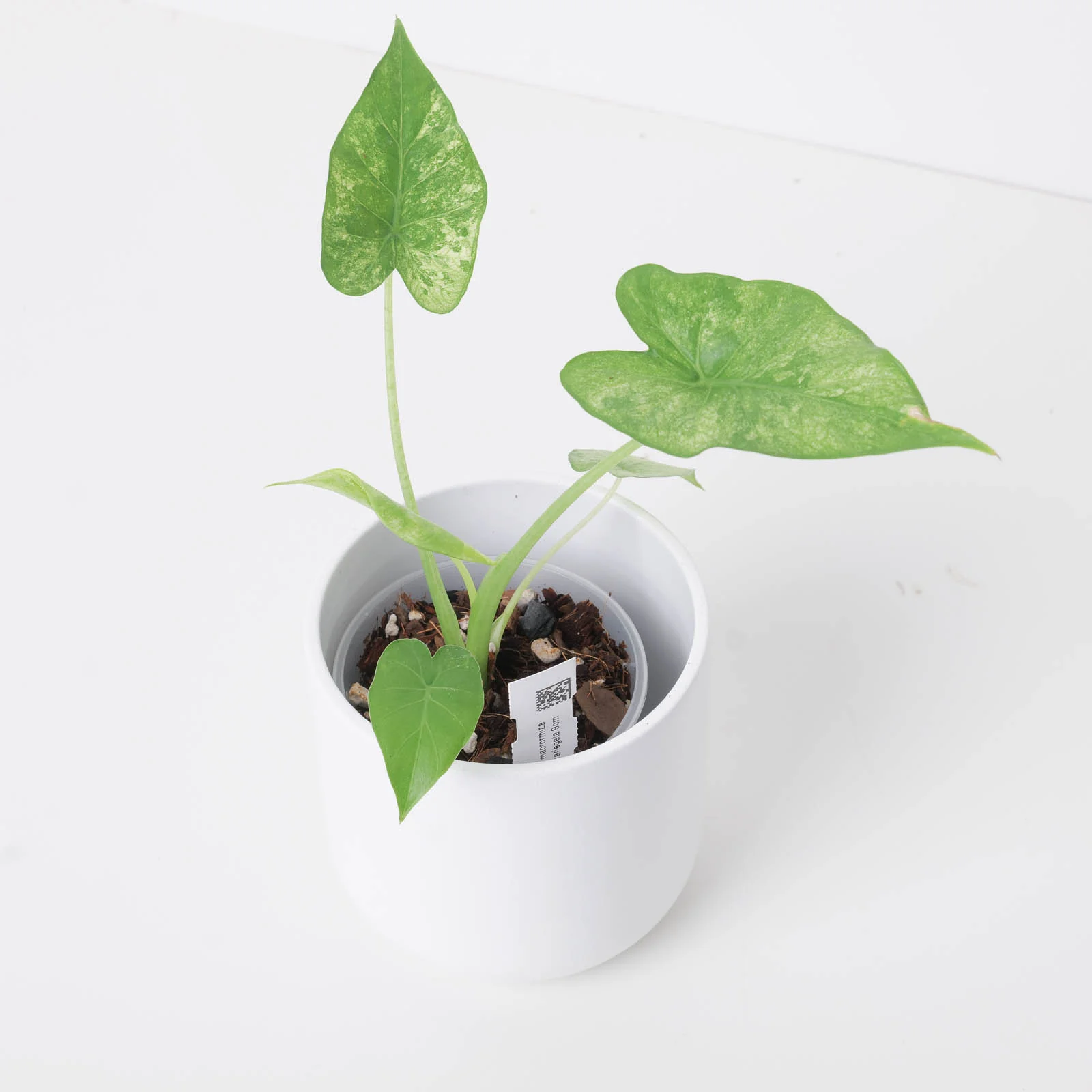 Alocasia macrorrhiza 'Mint Variegated'