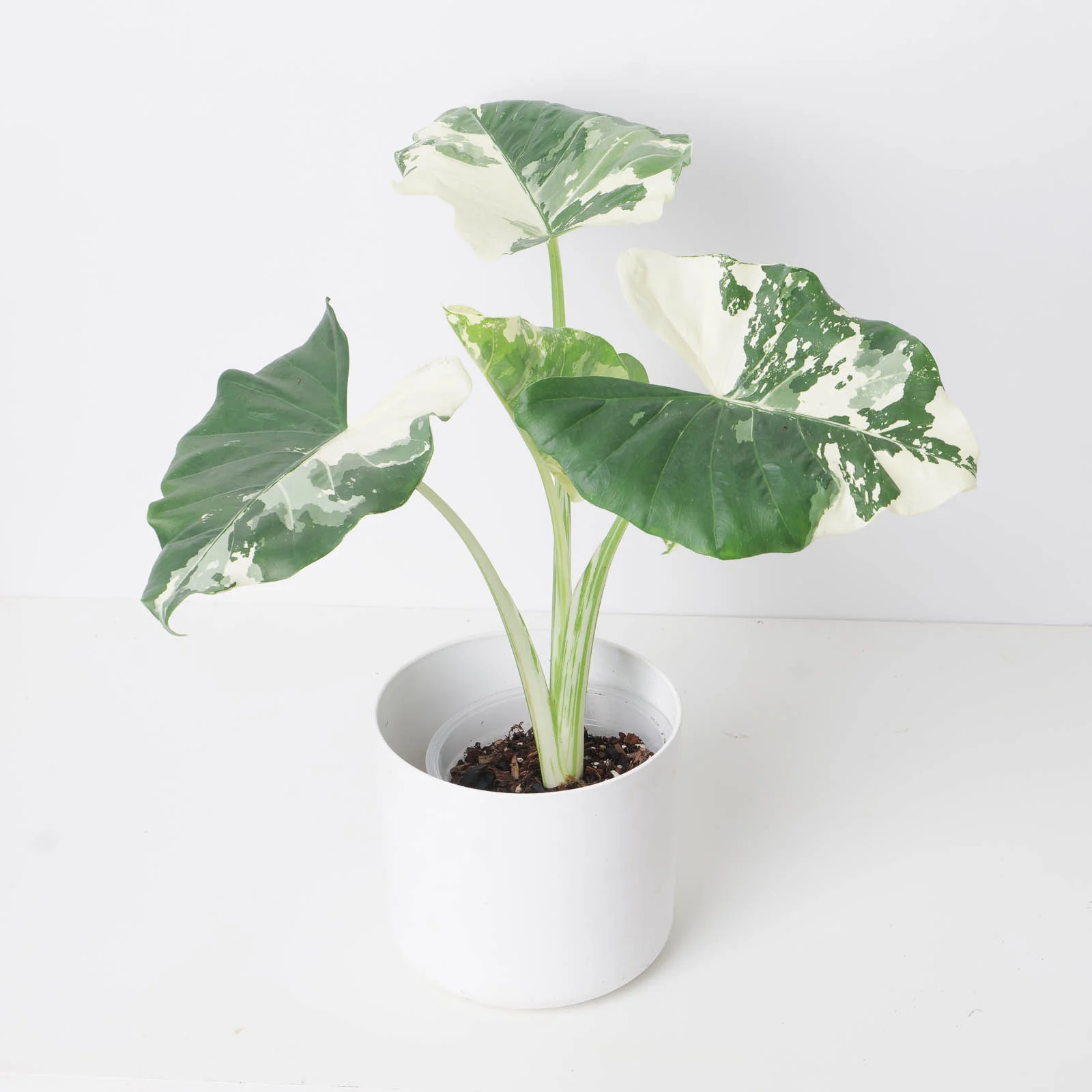 Alocasia macrorrhiza 'Sectoral Variegated'