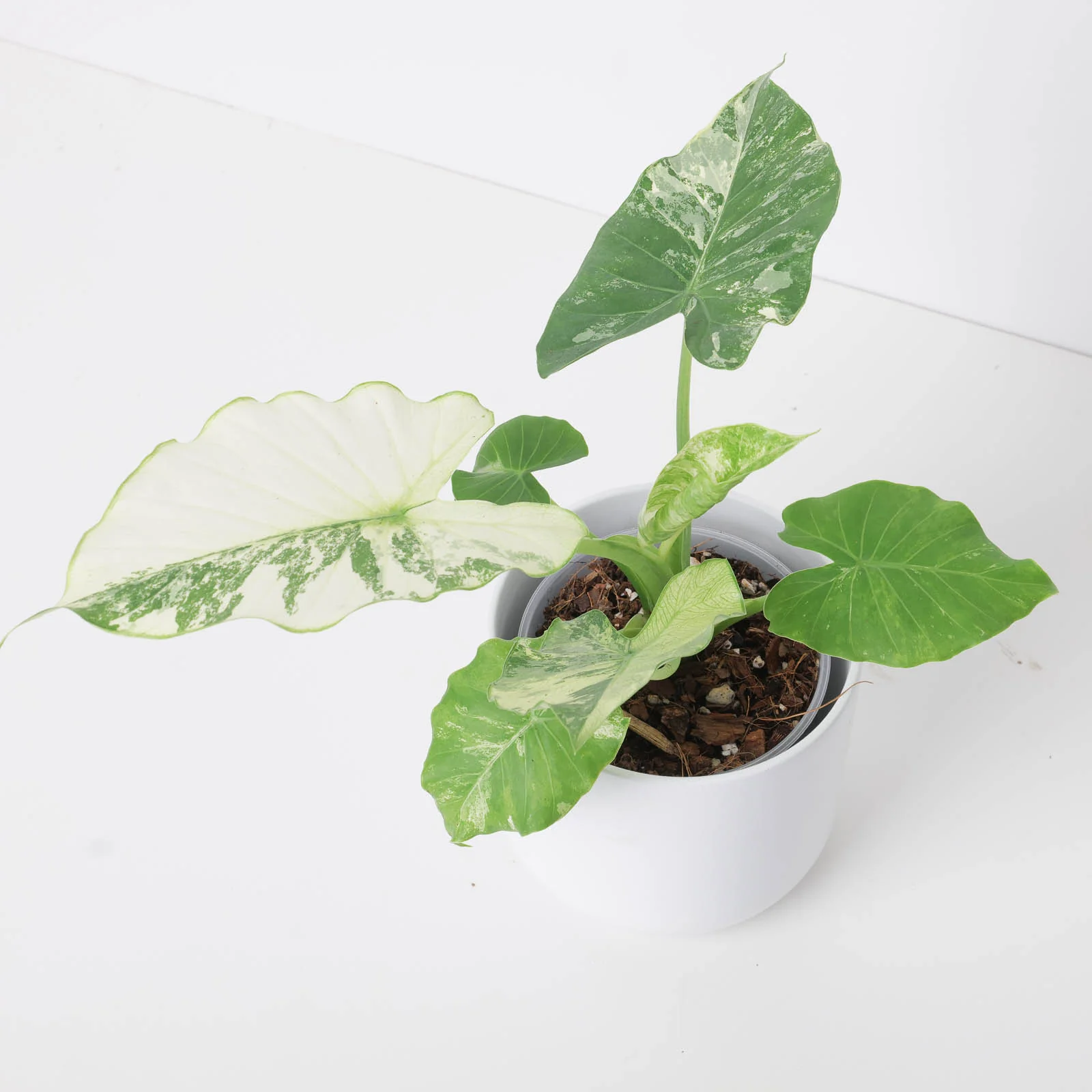 Alocasia macrorrhiza 'Sectoral Variegated' - Image 2