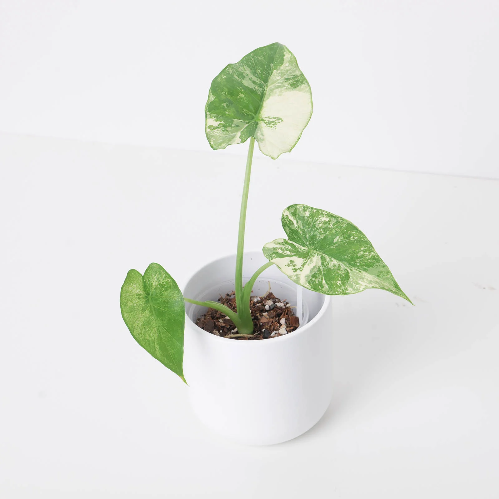 Alocasia macrorrhiza 'Sectoral Variegated' - Image 3