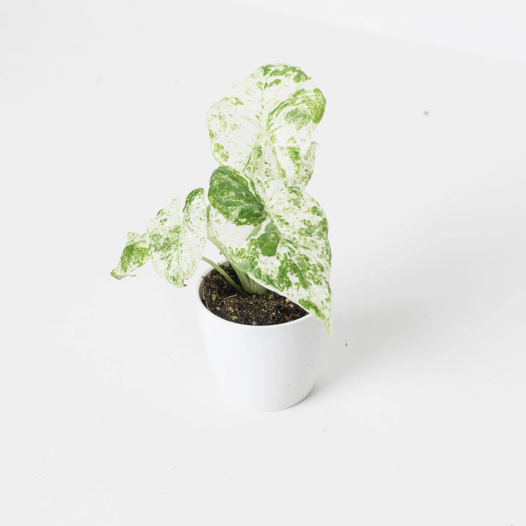 Alocasia macrorrhiza 'Variegated' - Image 3