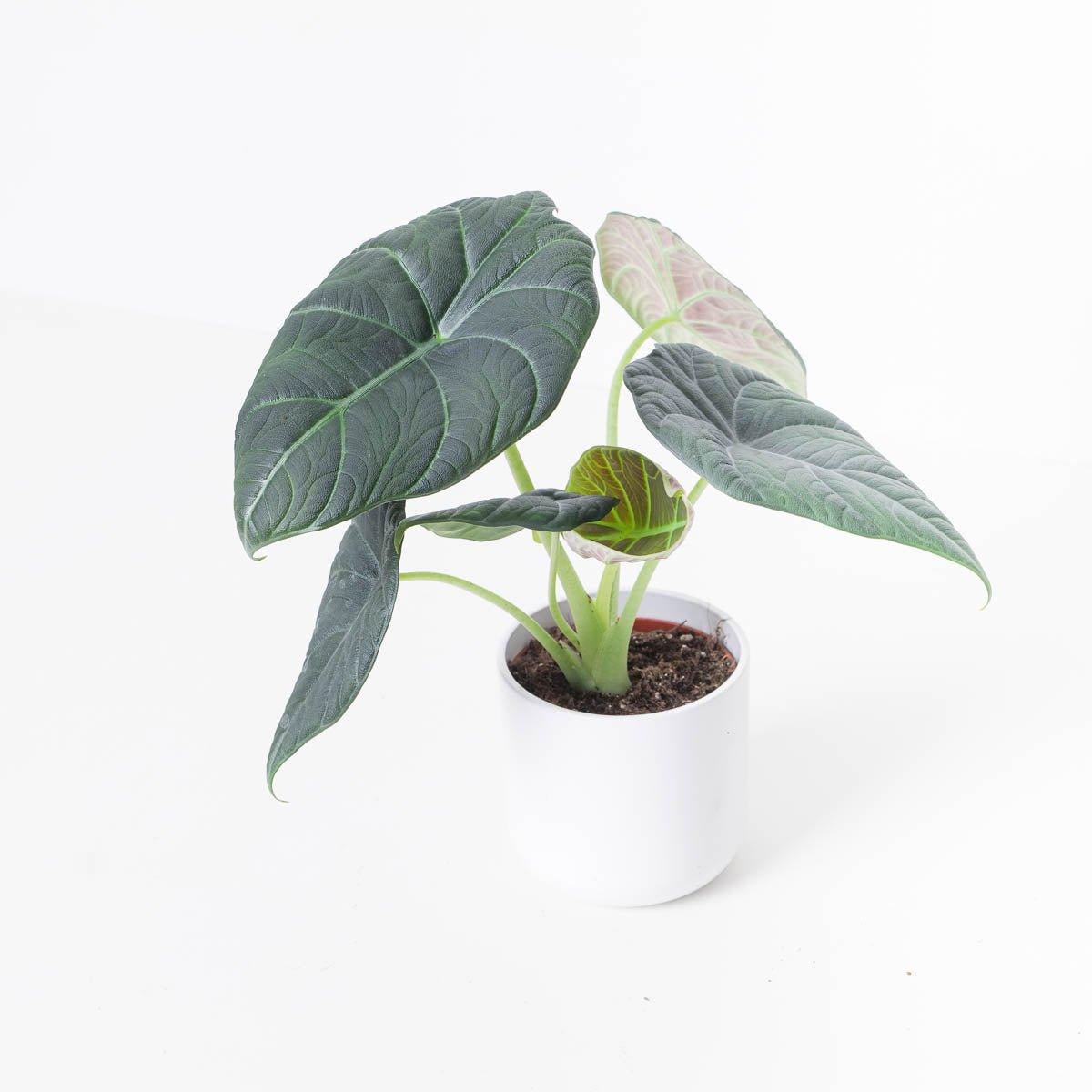 Alocasia 'Maharani'