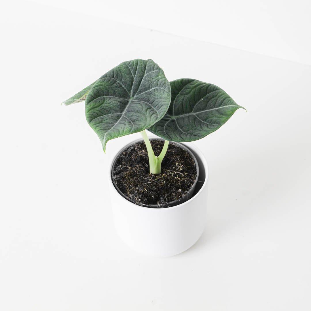 Alocasia 'Maharani' - Image 2