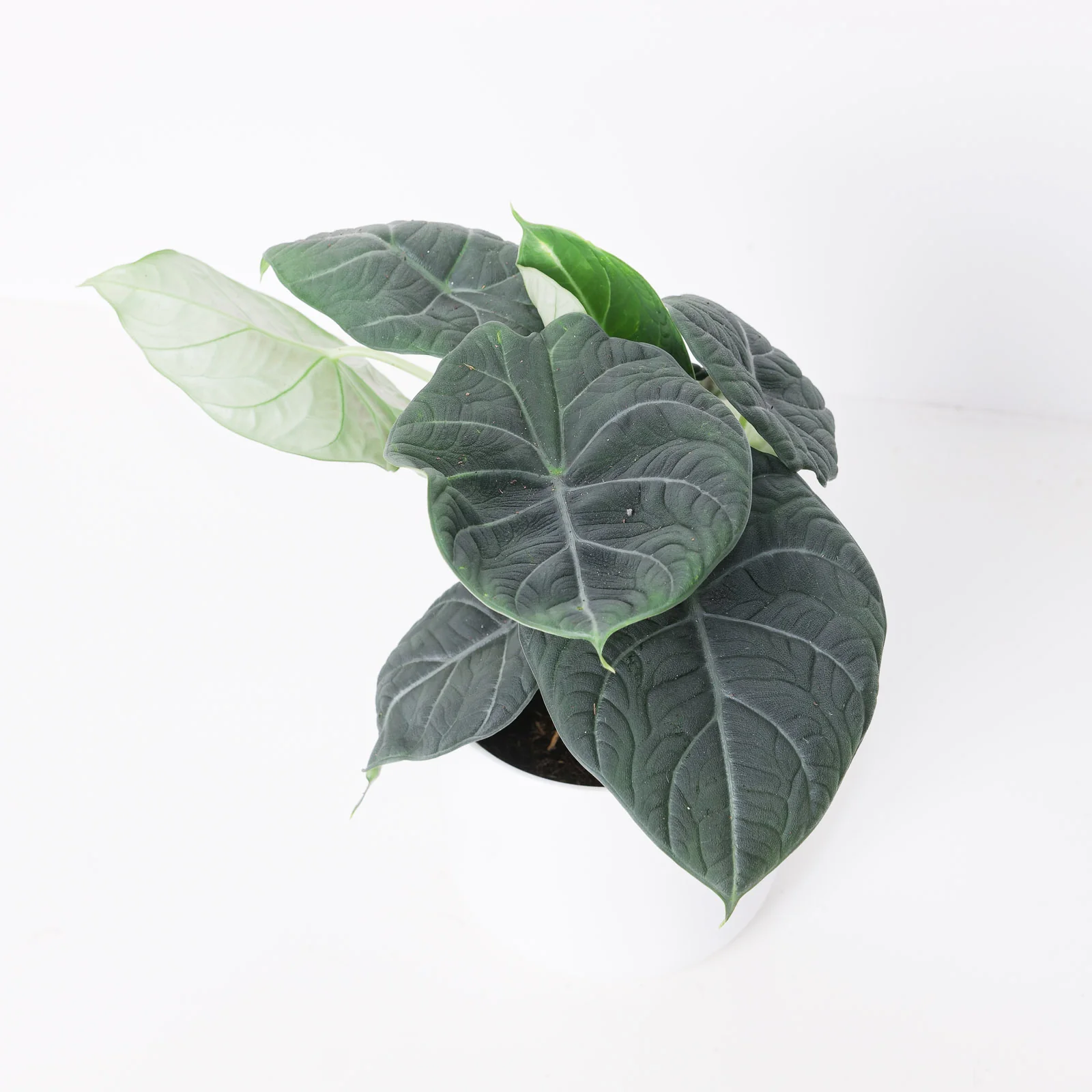 Alocasia 'Maharani' - Image 3