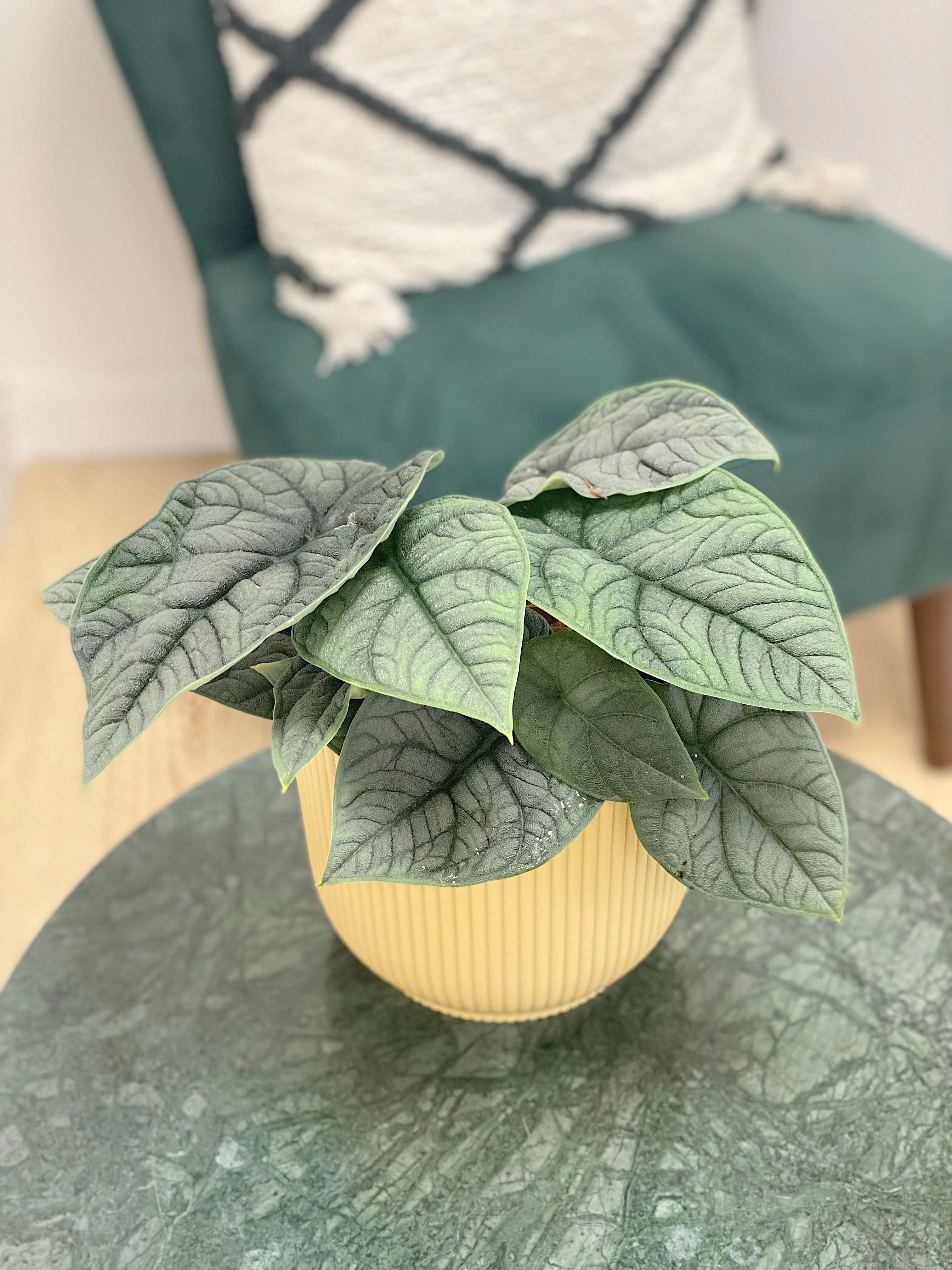 Alocasia Melo - Image 3