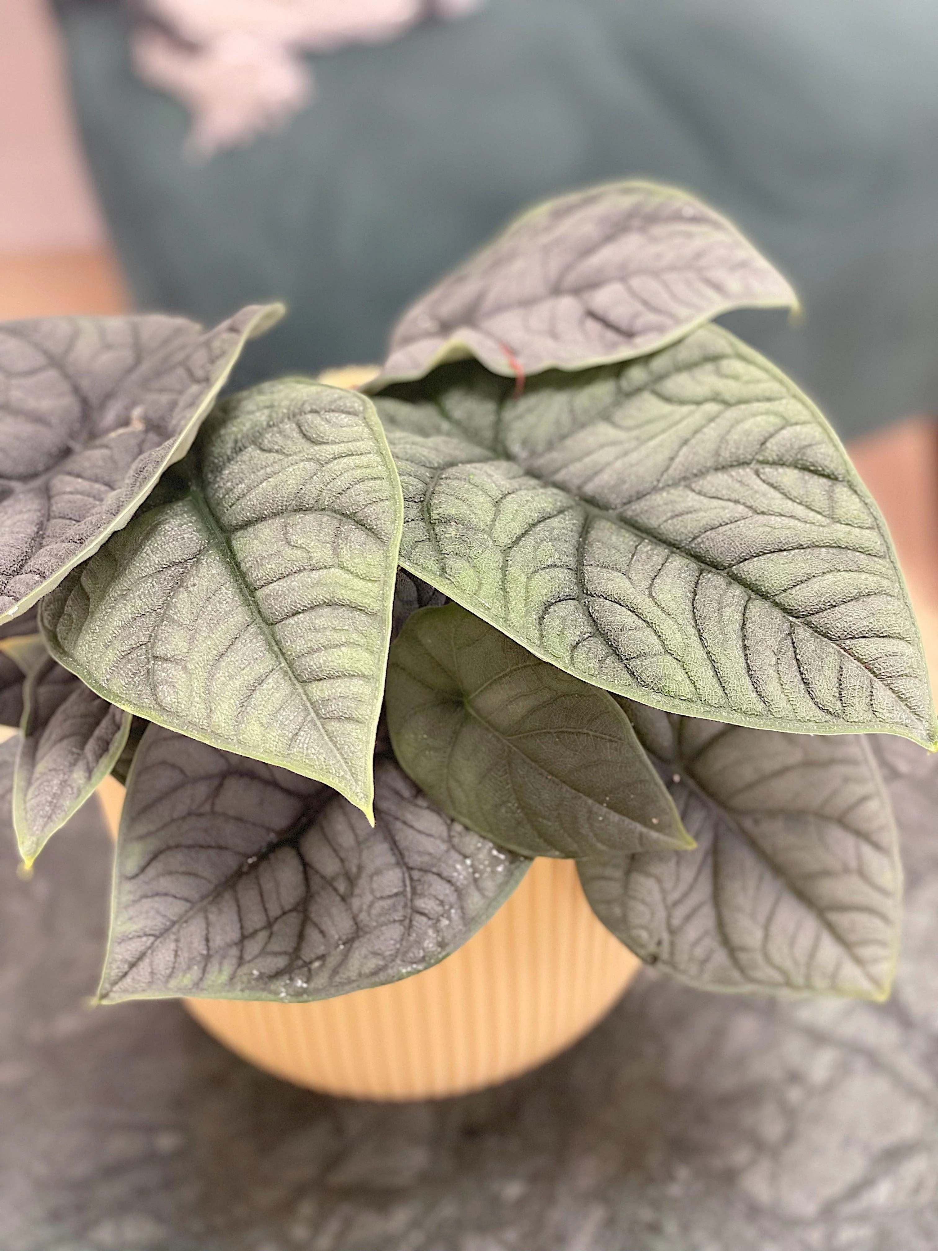 Alocasia Melo - Image 4