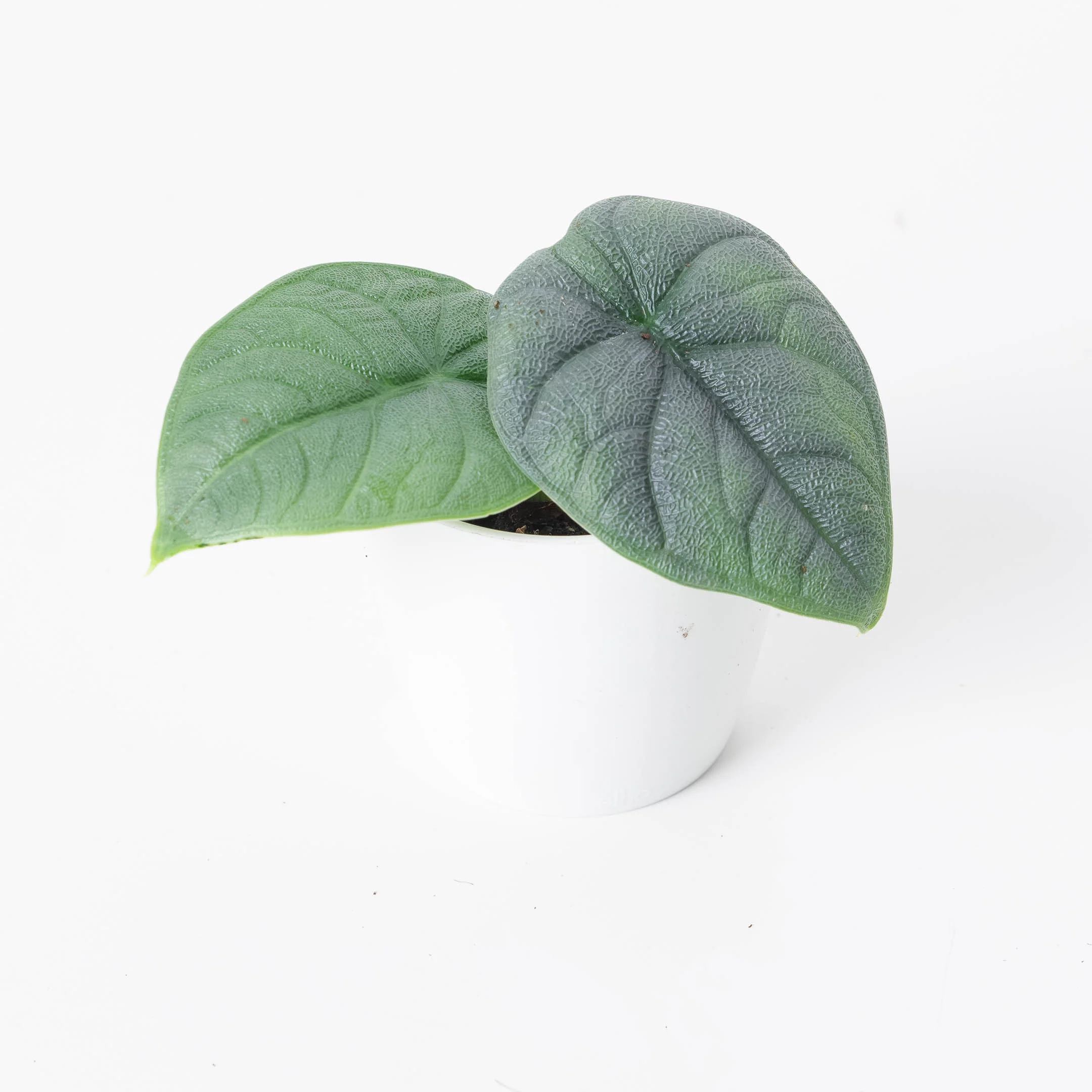 Alocasia Melo - Image 5