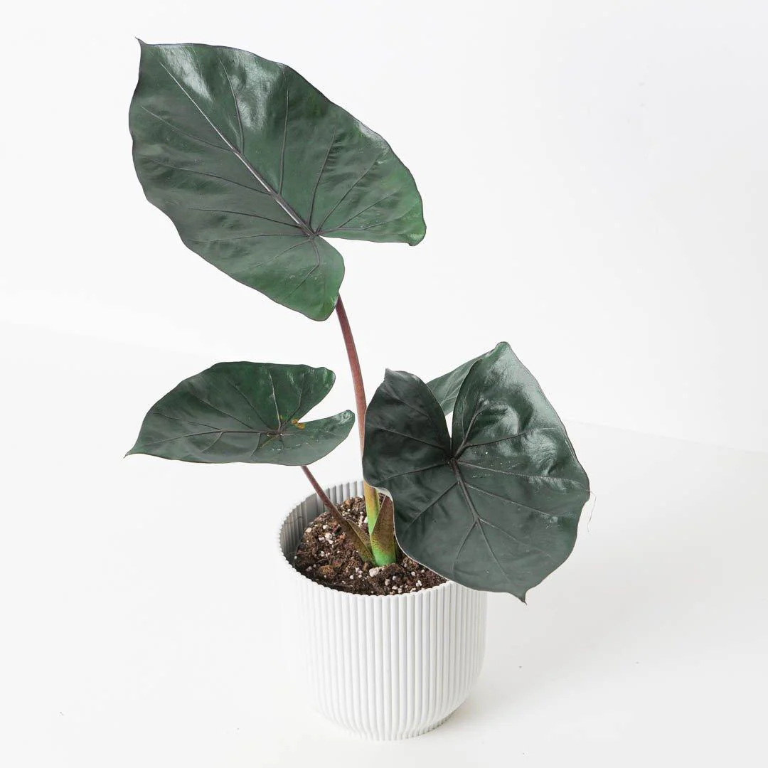Alocasia Metalhead