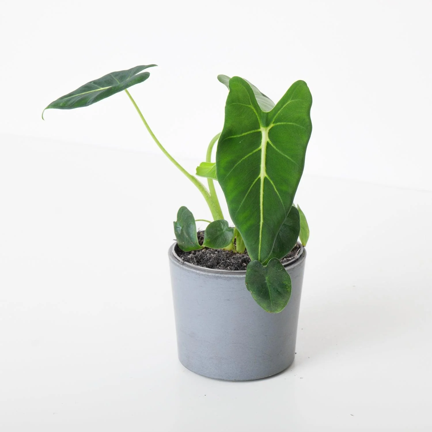 Alocasia Micholitziana Frydek Green Velvet - Image 3