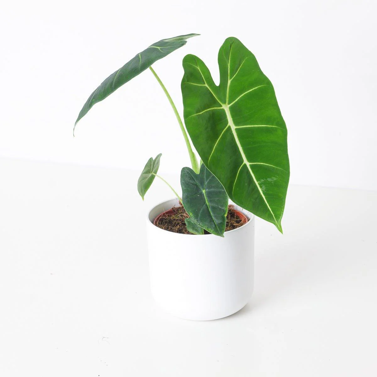 Alocasia Micholitziana Frydek Green Velvet - Image 4