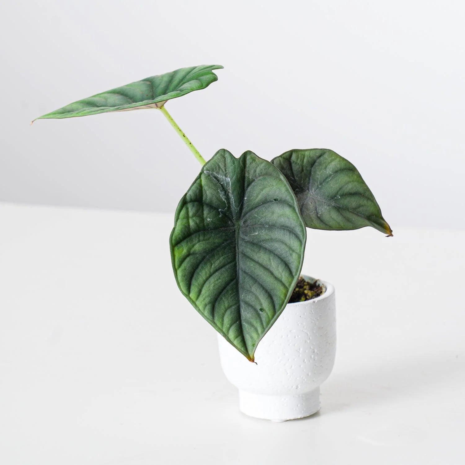 Alocasia Nebula Silver - Image 3