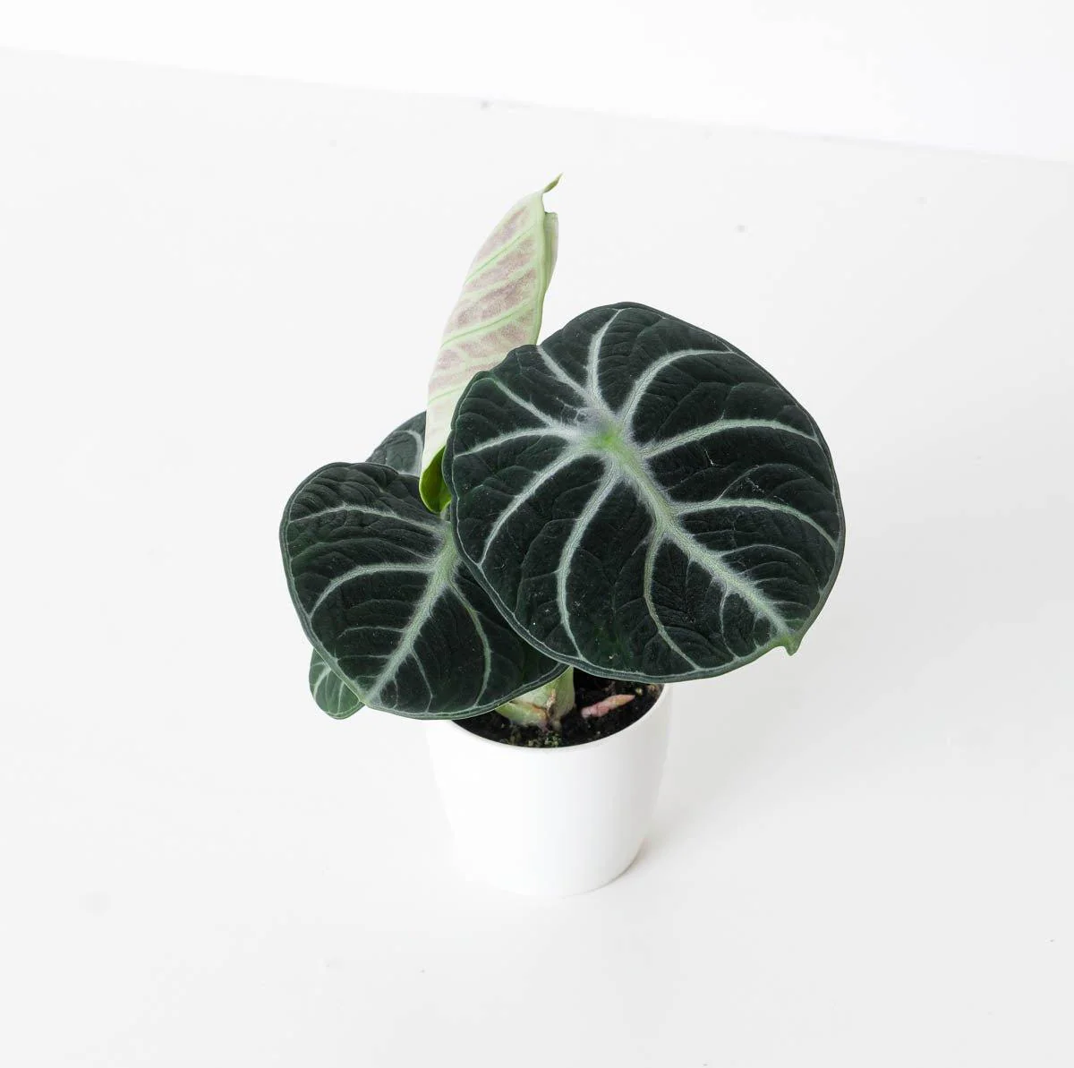 Alocasia Ninja - Image 3