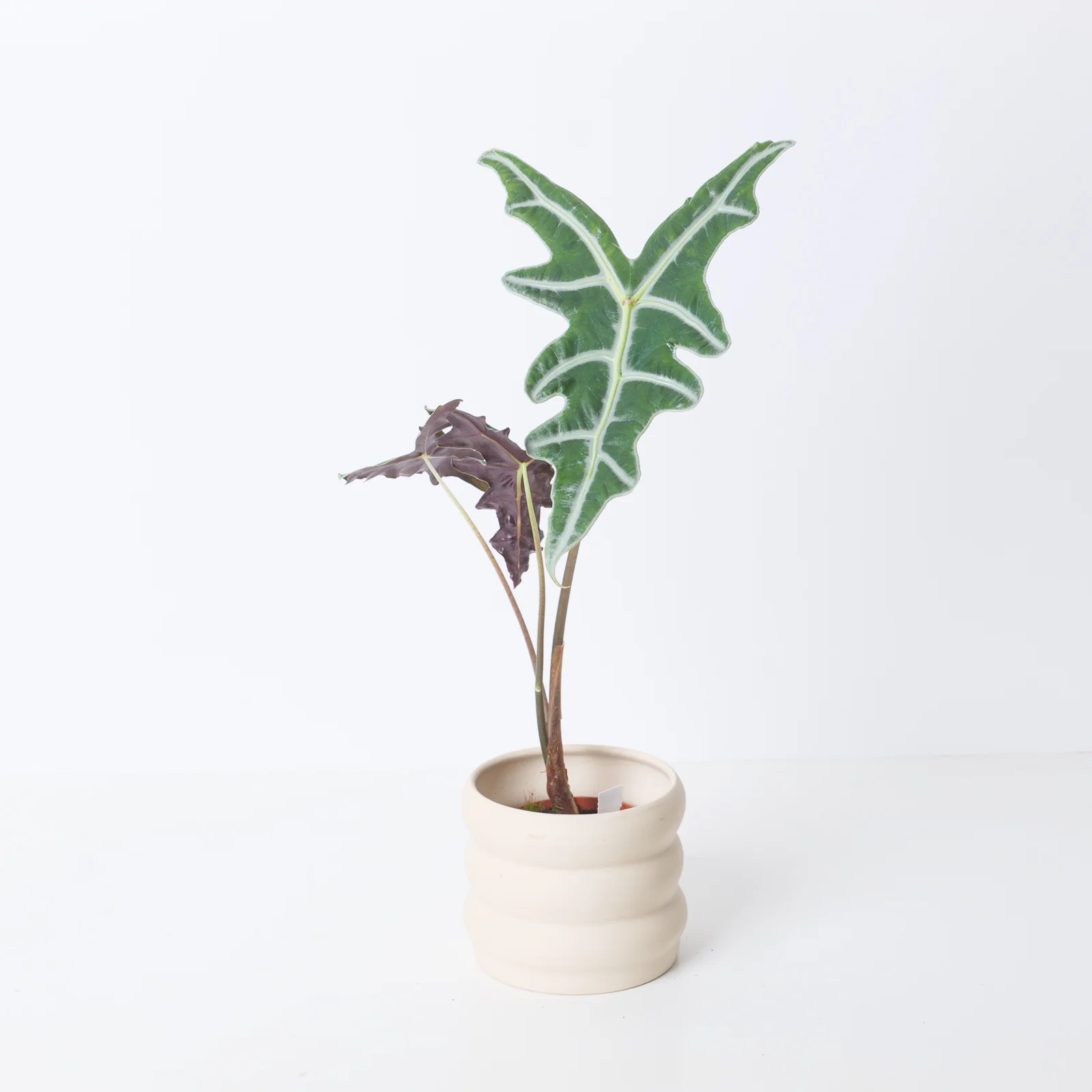 Alocasia sanderiana var. nobilis