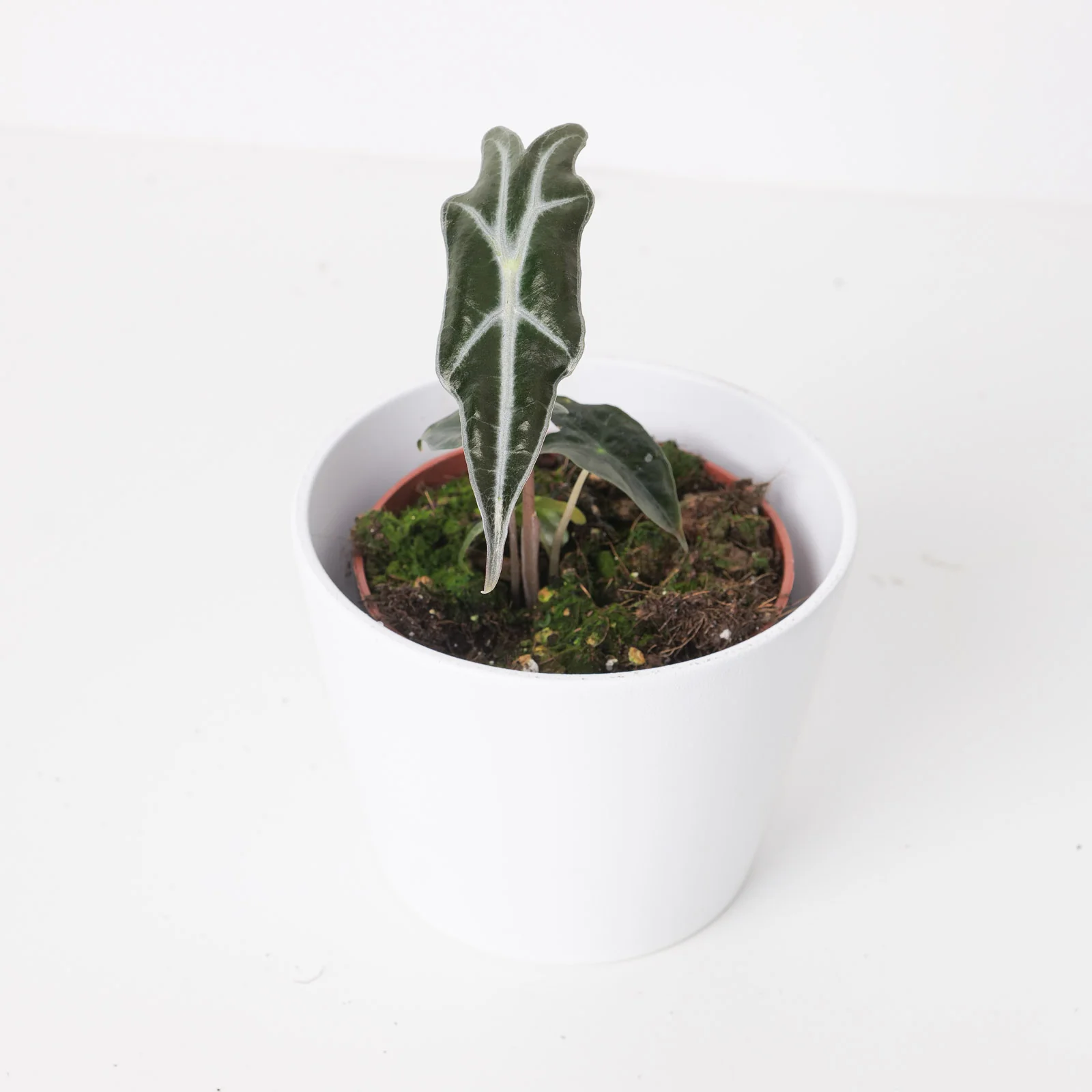Alocasia sanderiana var. nobilis - Image 2