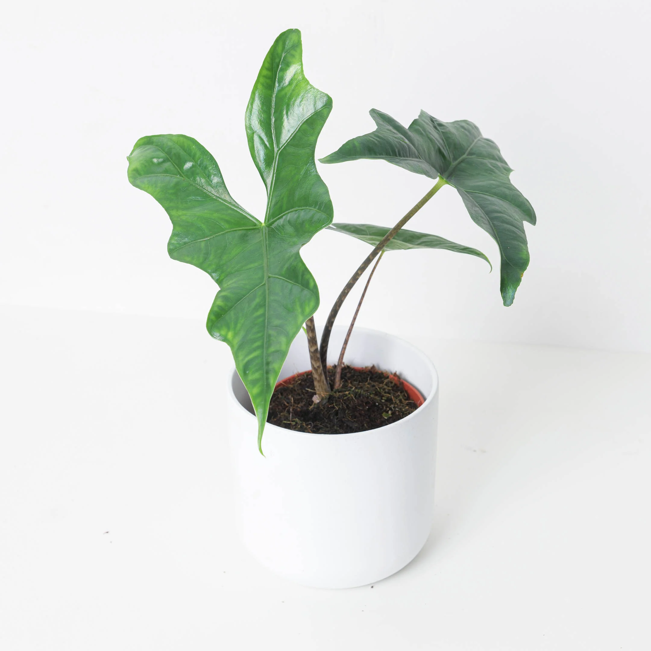 Alocasia nycteris 'Bat Wing'