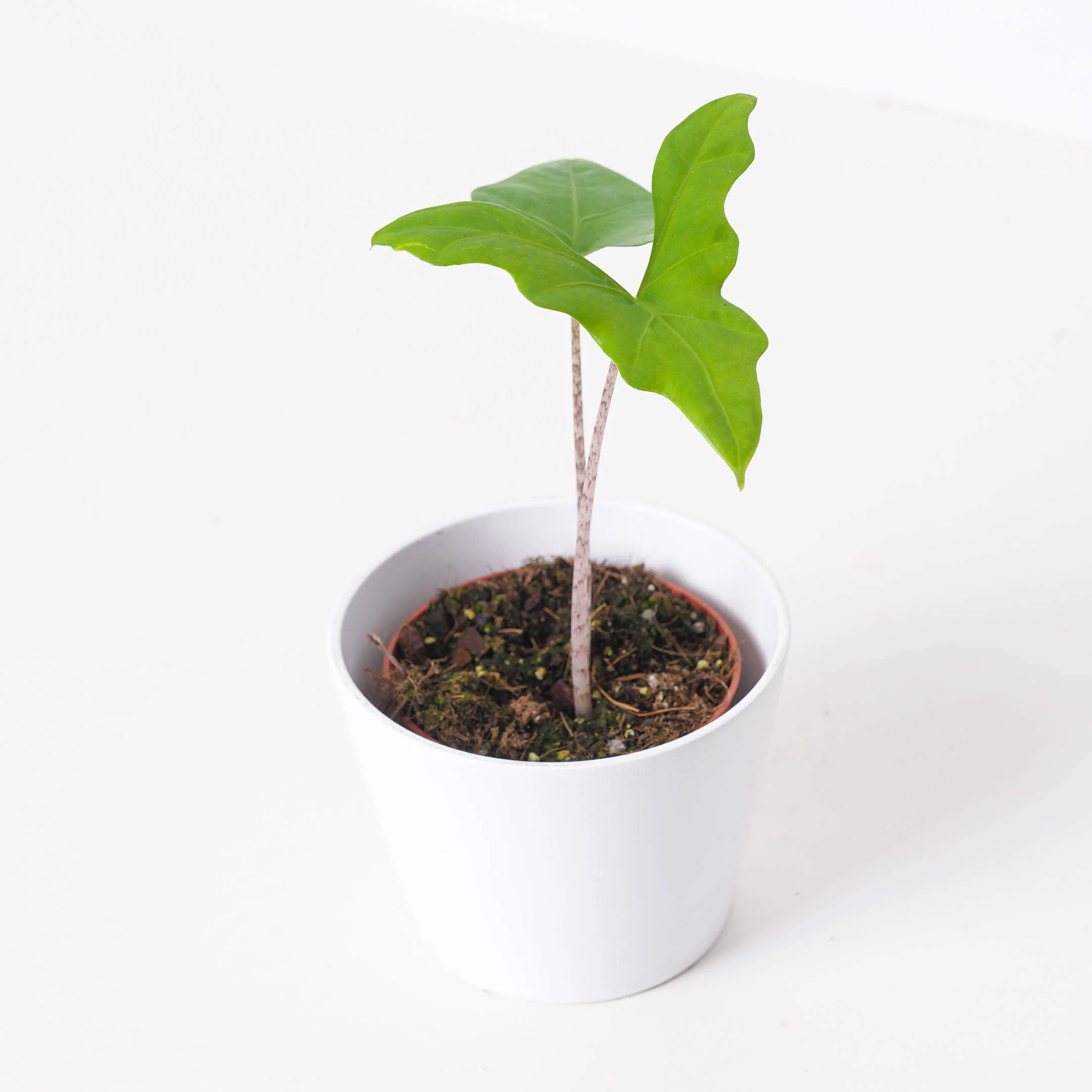 Alocasia nycteris 'Bat Wing' - Image 2