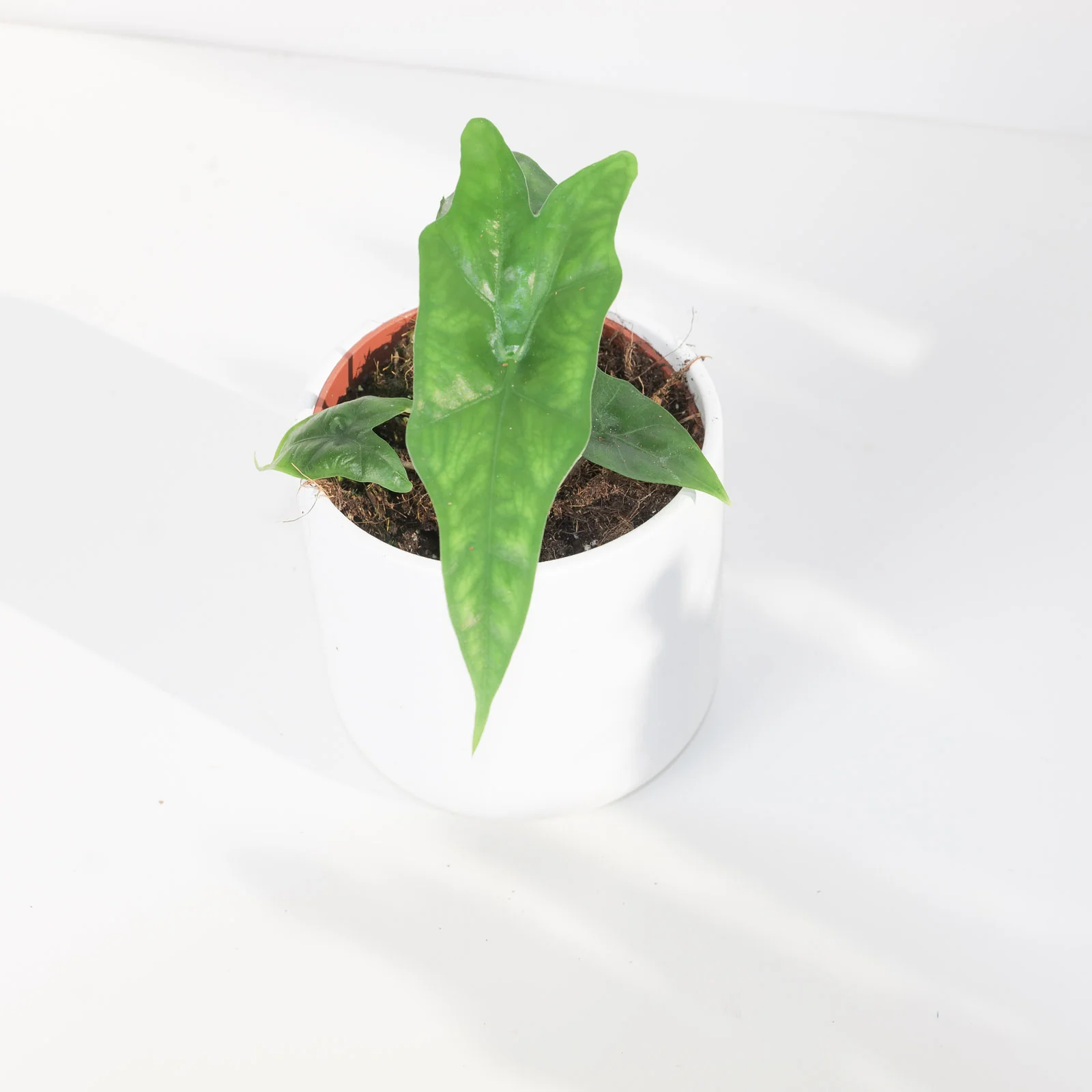 Alocasia nycteris 'Bat Wing' - Image 3
