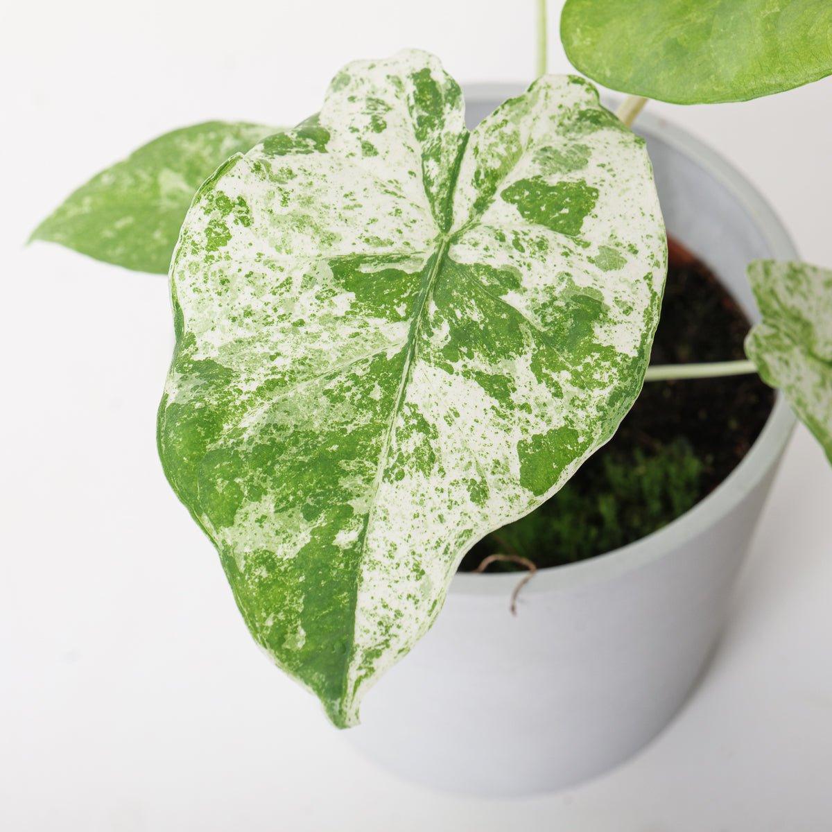 Alocasia Odora 'Batik'