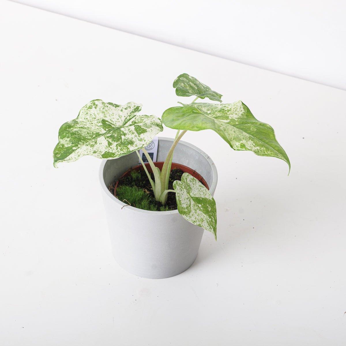Alocasia Odora 'Batik' - Image 2