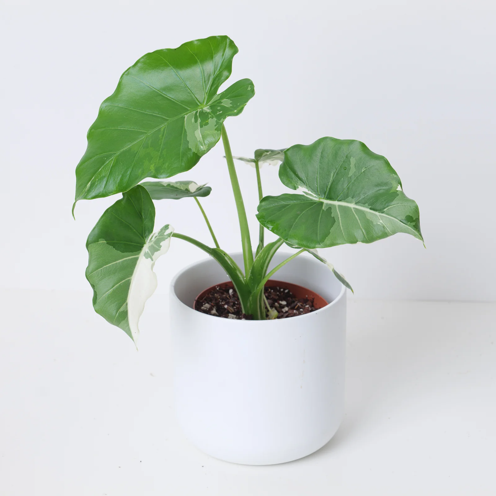 Alocasia odora 'Okinawa Silver'