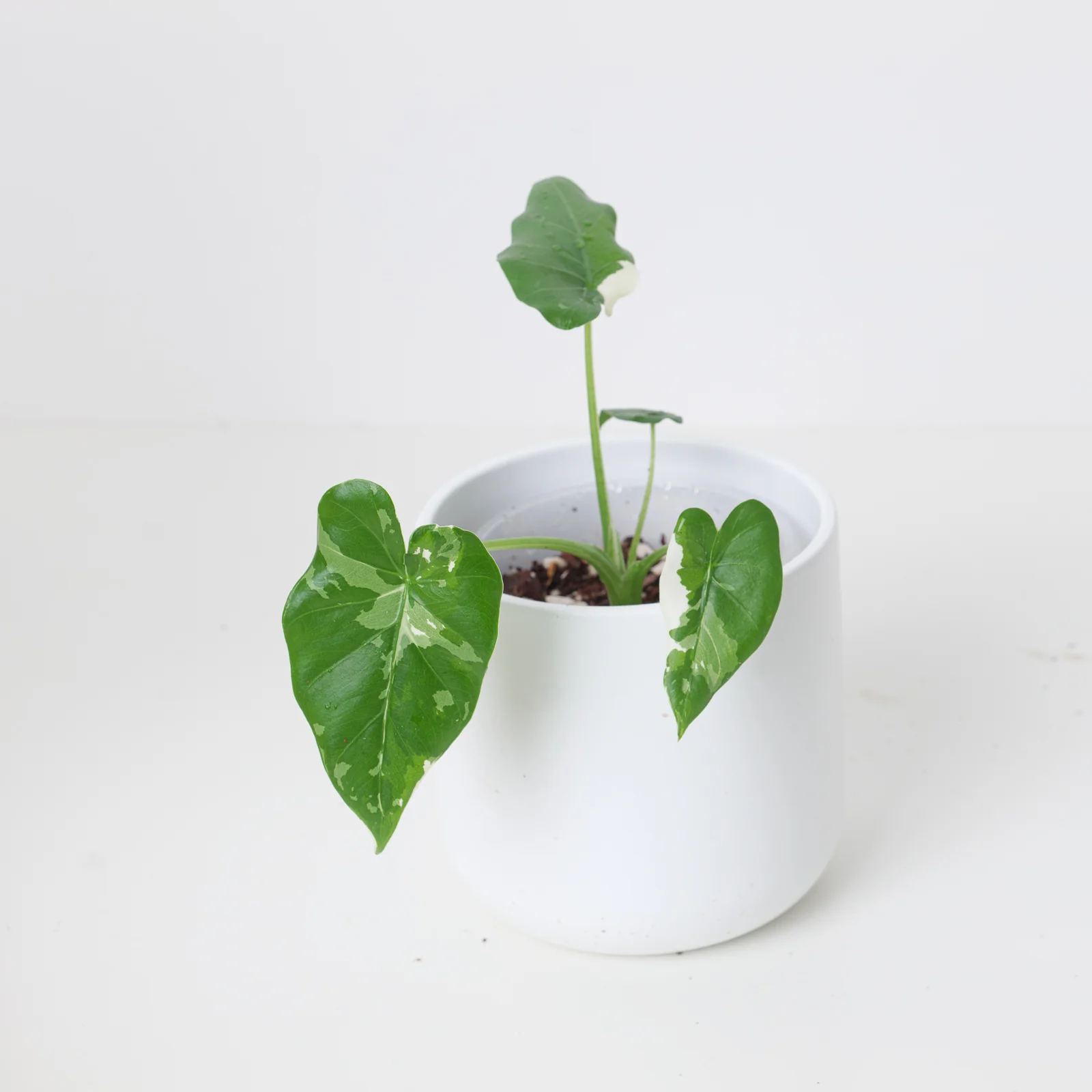 Alocasia odora 'Okinawa Silver' - Image 2